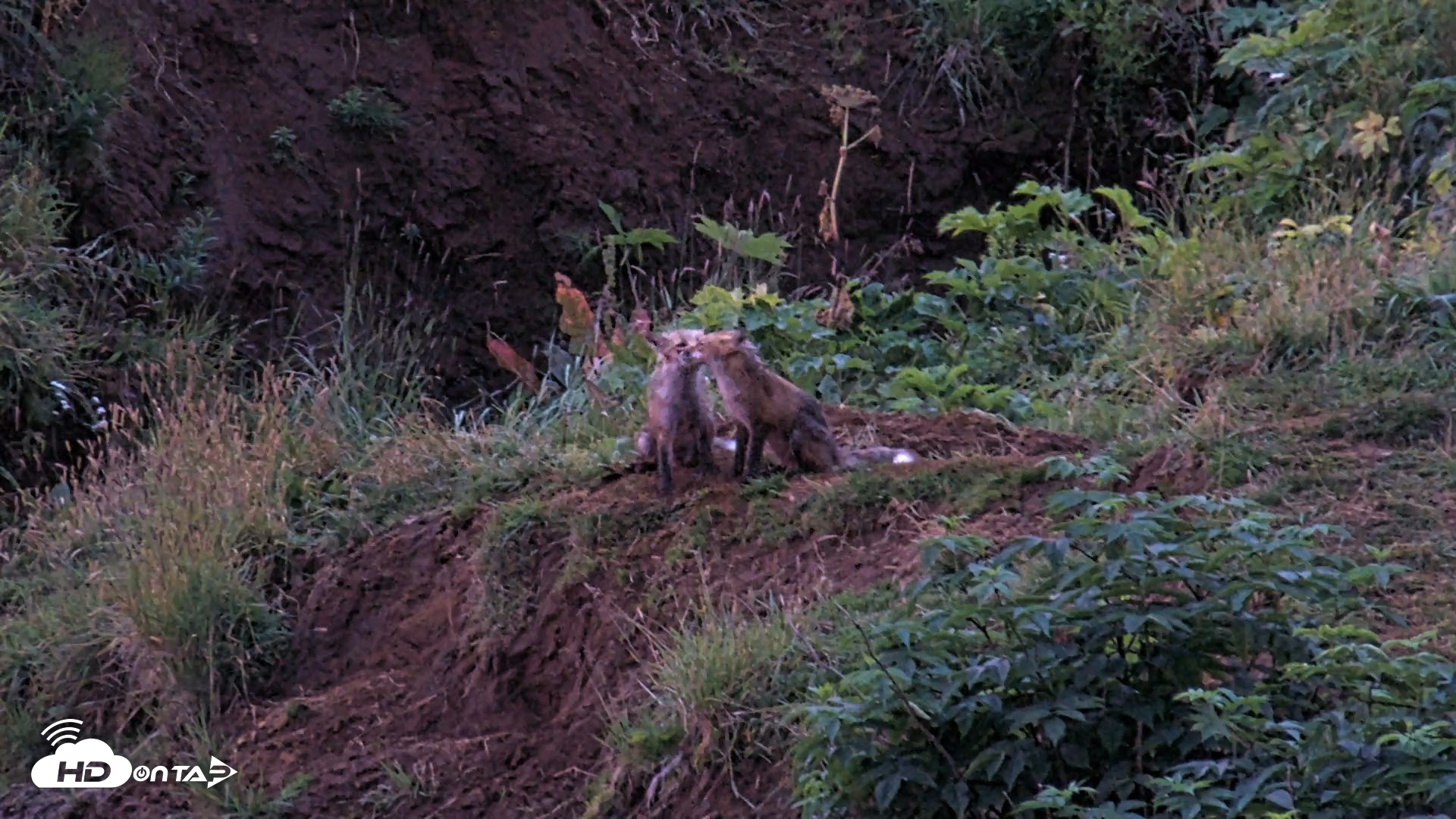 Snapshot of Kodiak Alaska Brown Bears Live Webcam taken Aug 12, 2026, 6:35am AKDT