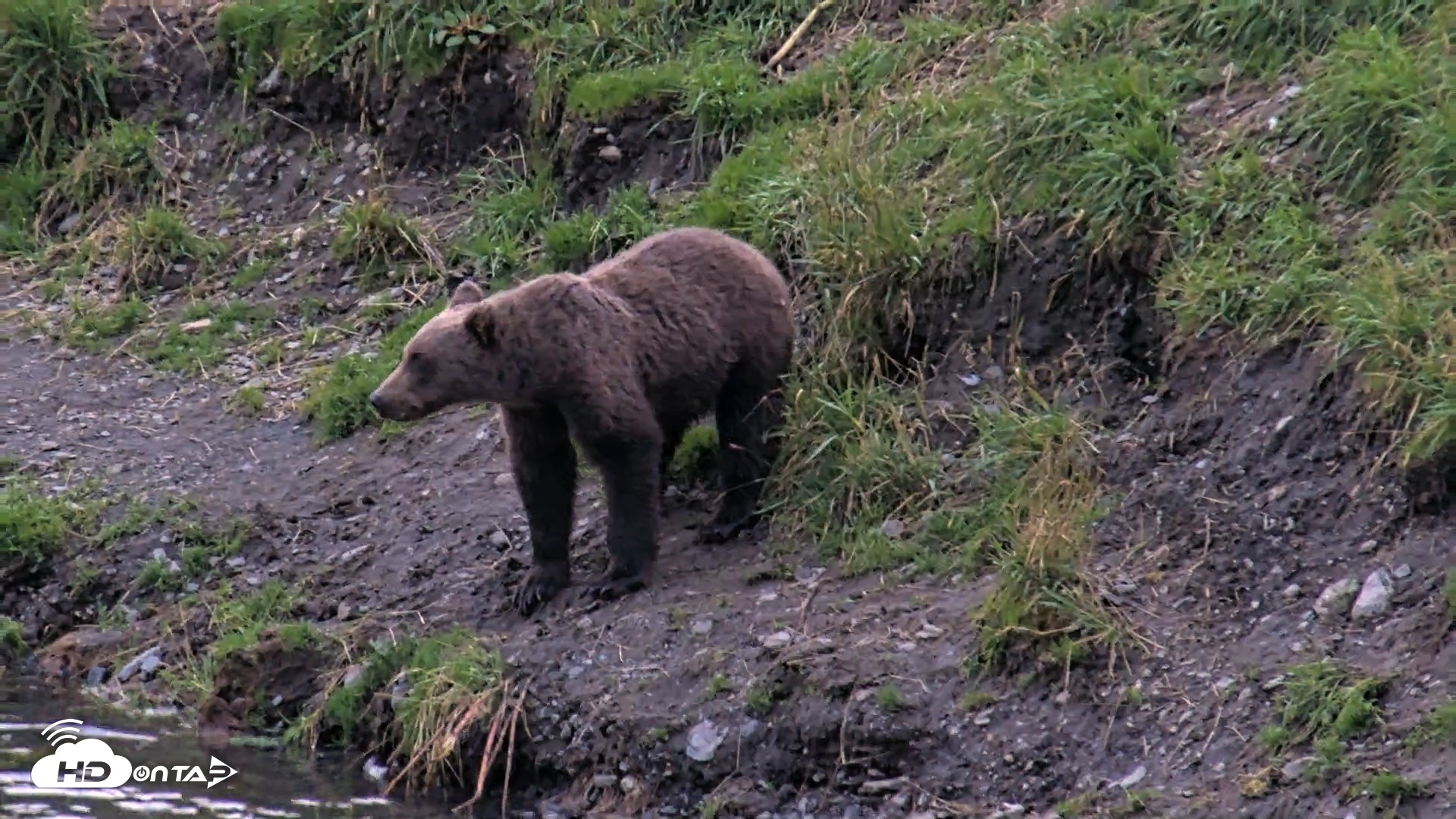 Snapshot of Kodiak Alaska Brown Bears Live Webcam taken Aug 20, 2026, 9:20pm AKDT