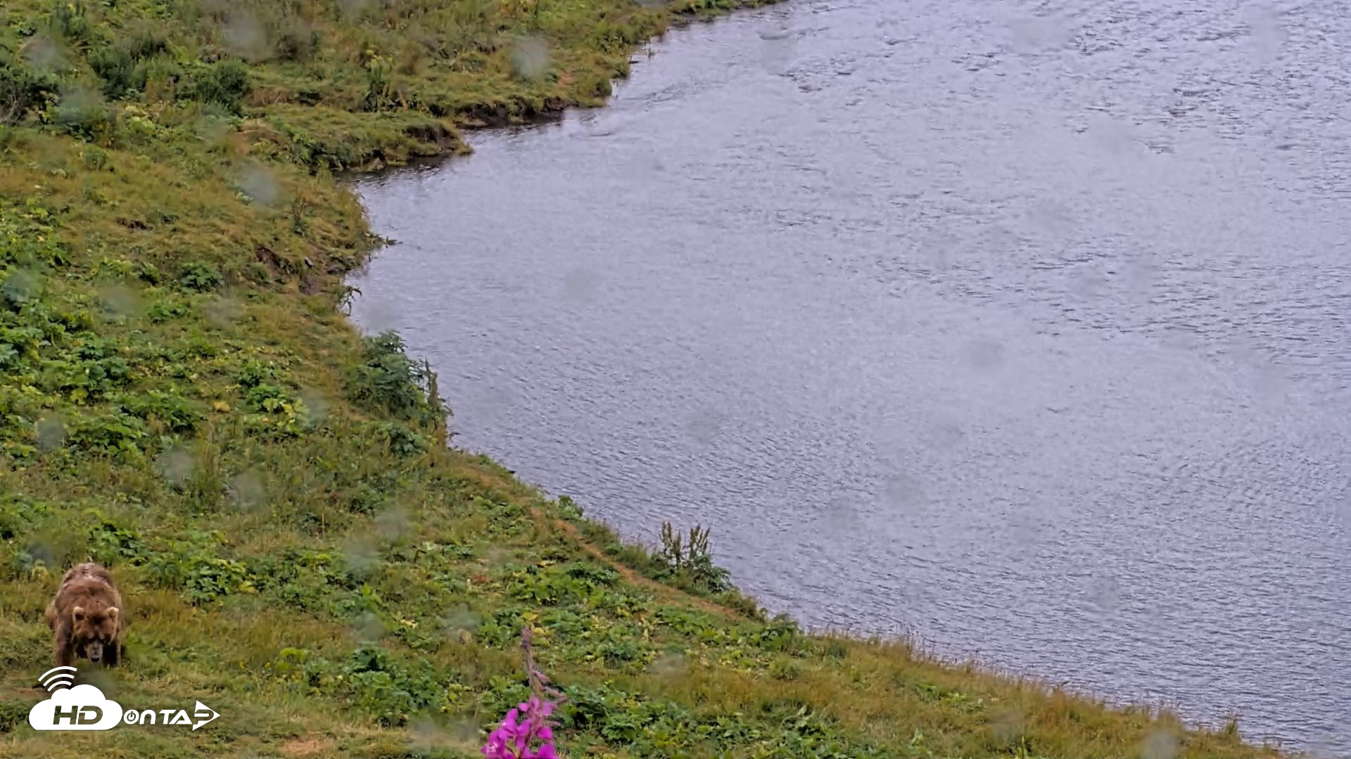 Snapshot of Kodiak Alaska Brown Bears Live Webcam taken Aug 13, 2026, 11:16am AKDT