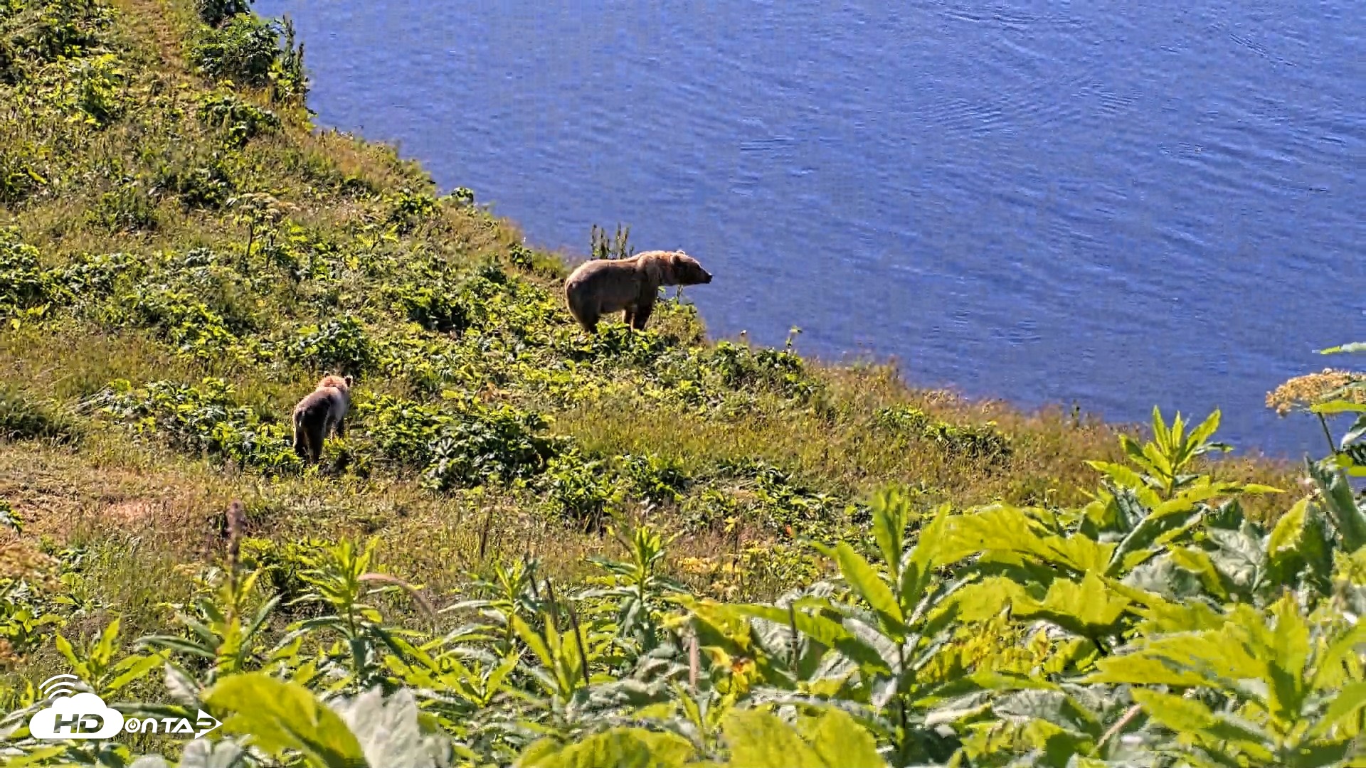 Snapshot of Kodiak Alaska Brown Bears Live Webcam taken Jul 30, 2026, 10:41am AKDT