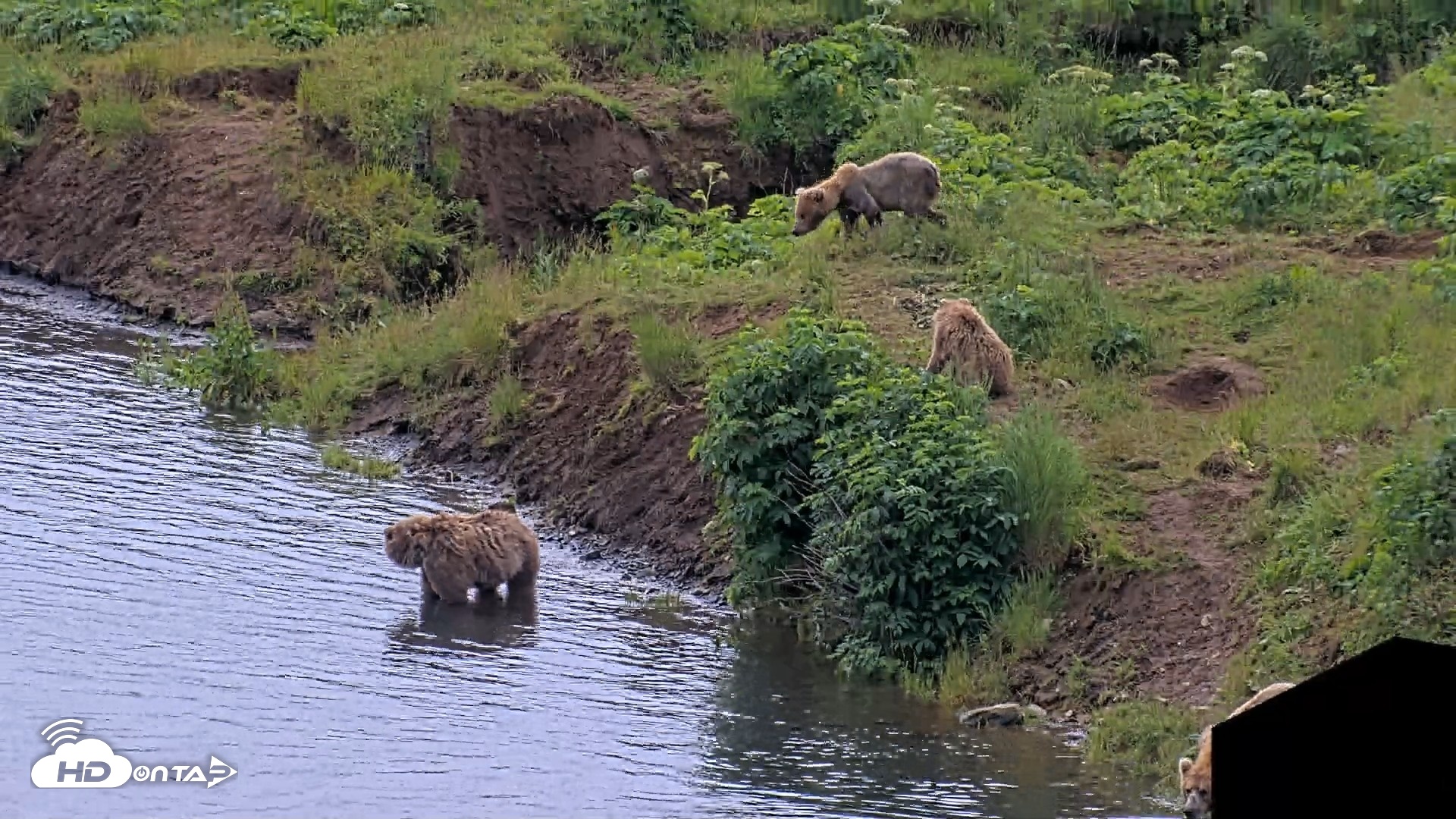 Snapshot of Kodiak Alaska Brown Bears Live Webcam taken Jul 28, 2026, 1:27pm AKDT
