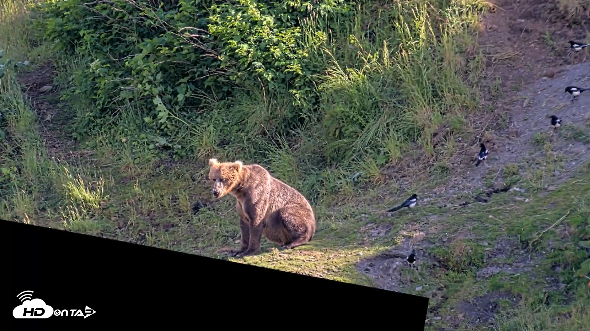 Snapshot of Kodiak Alaska Brown Bears Live Webcam taken Jul 25, 2026, 6:42pm AKDT