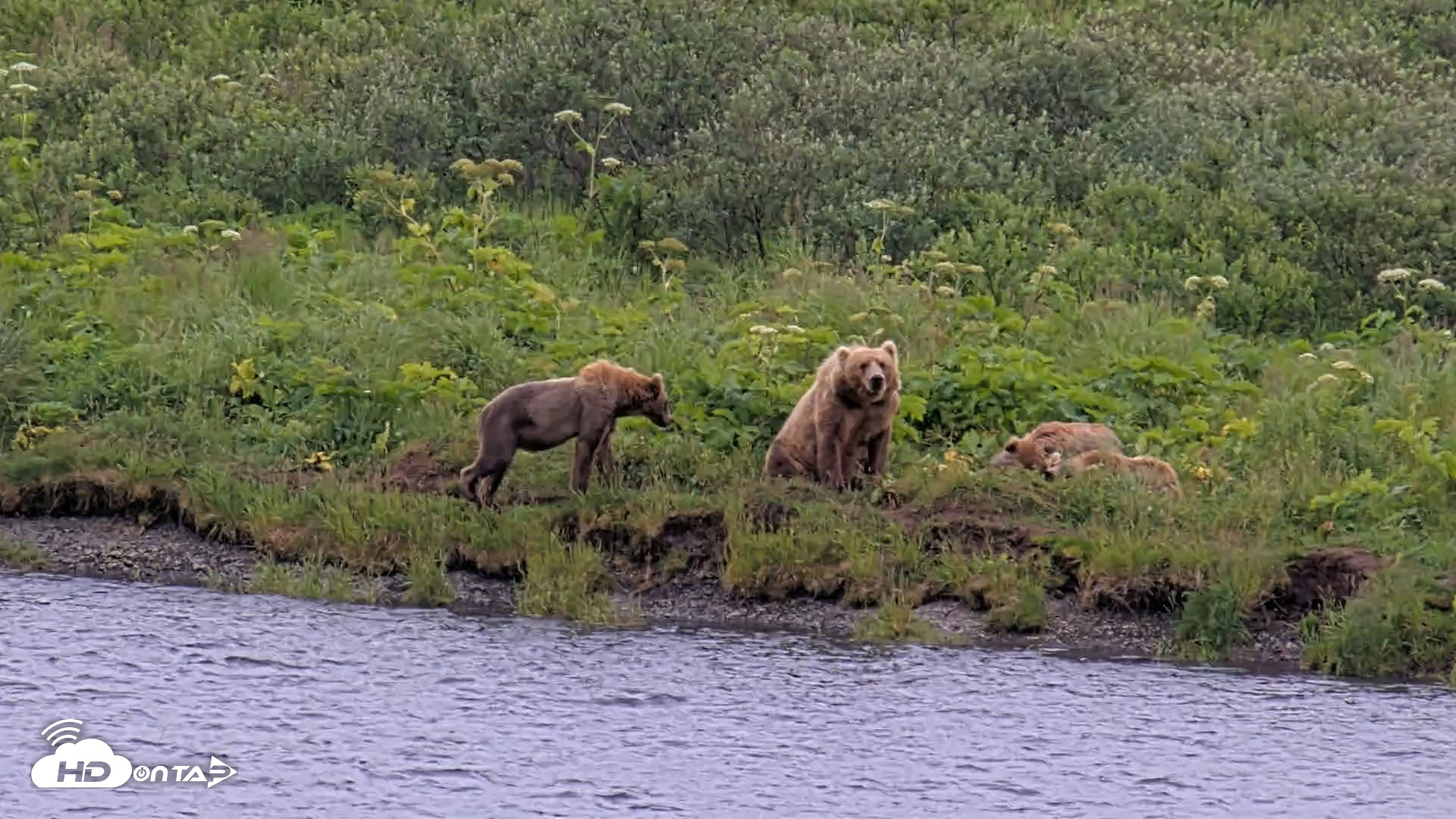 Snapshot of Kodiak Alaska Brown Bears Live Webcam taken Aug 7, 2026, 2:10pm AKDT