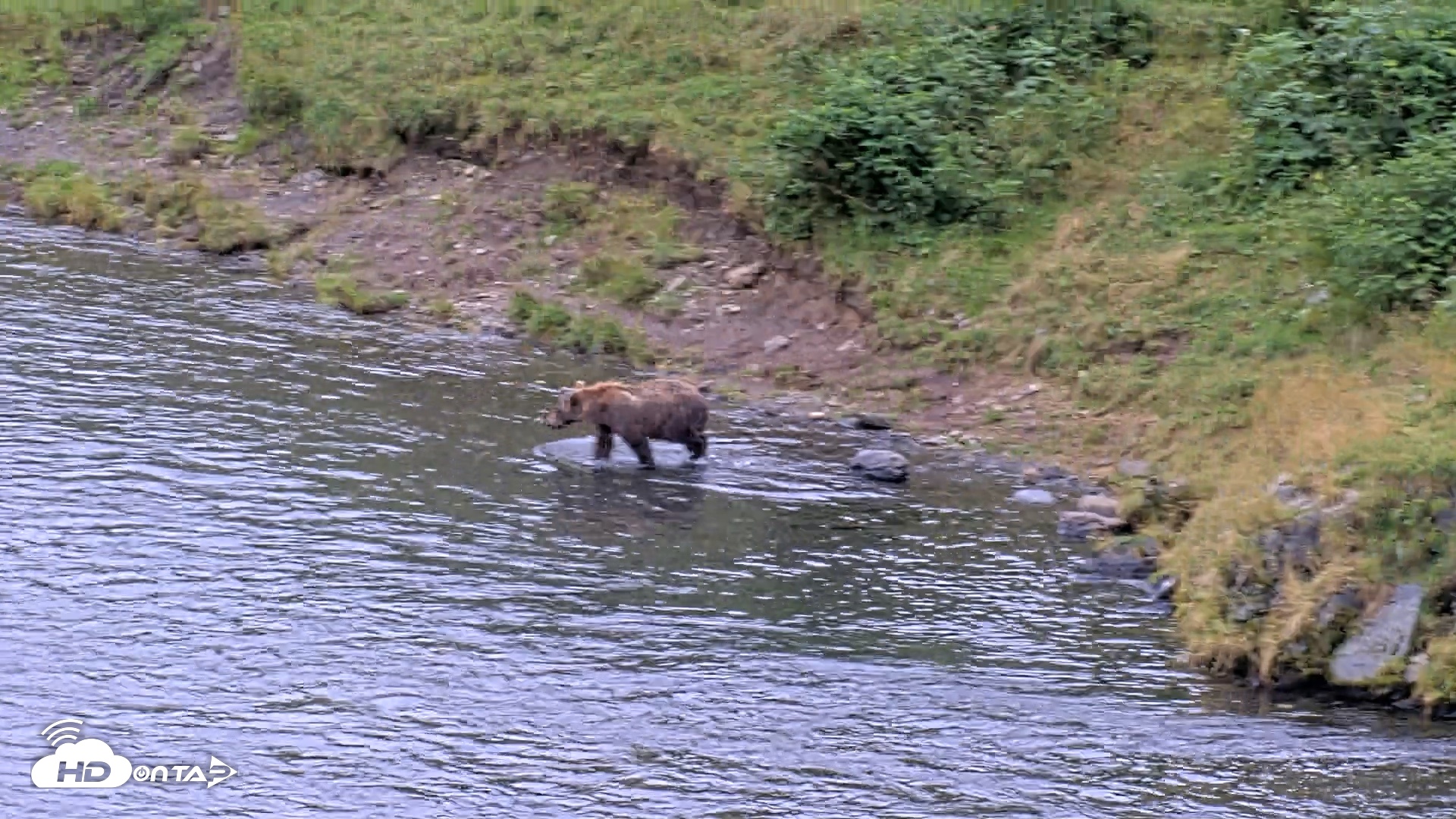 Snapshot of Kodiak Alaska Brown Bears Live Webcam taken Aug 19, 2026, 4:35pm AKDT