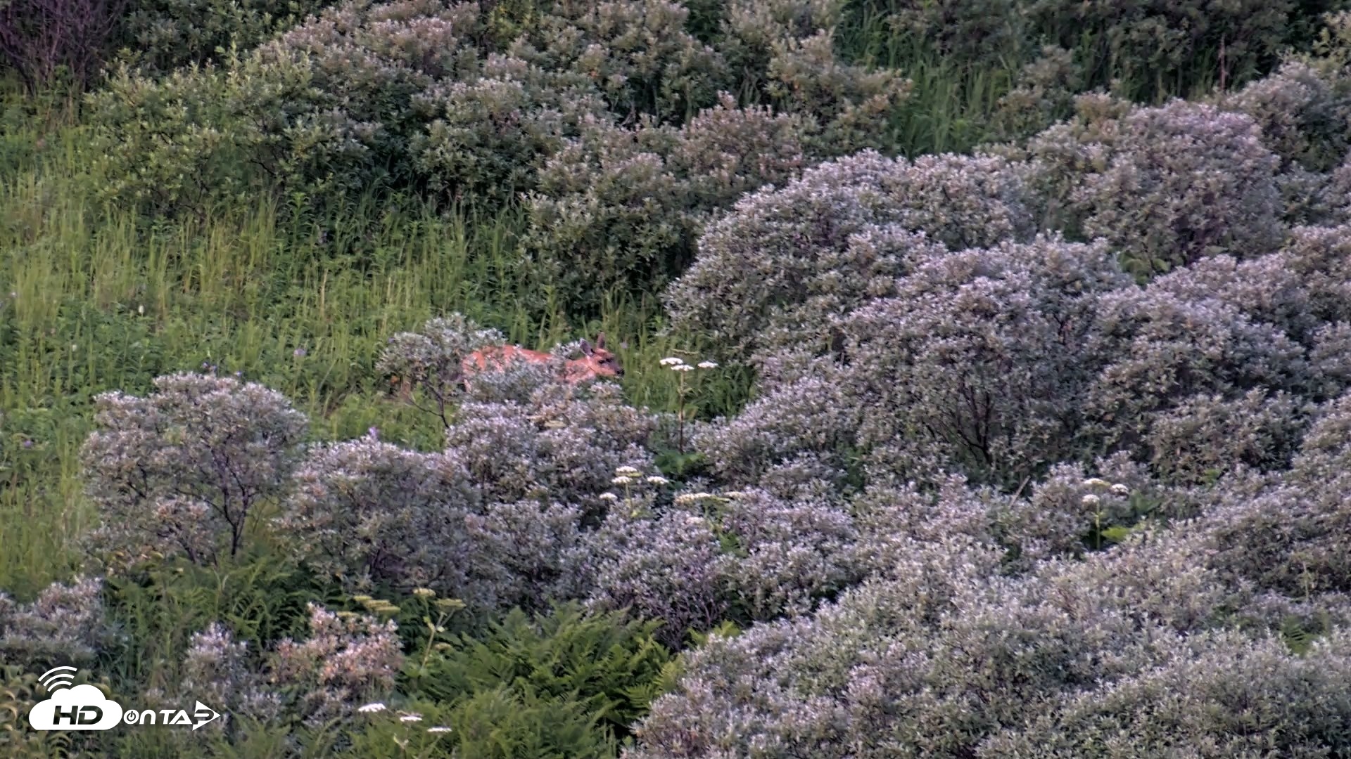 Snapshot of Kodiak Alaska Brown Bears Live Webcam taken Jul 28, 2026, 10:40pm AKDT
