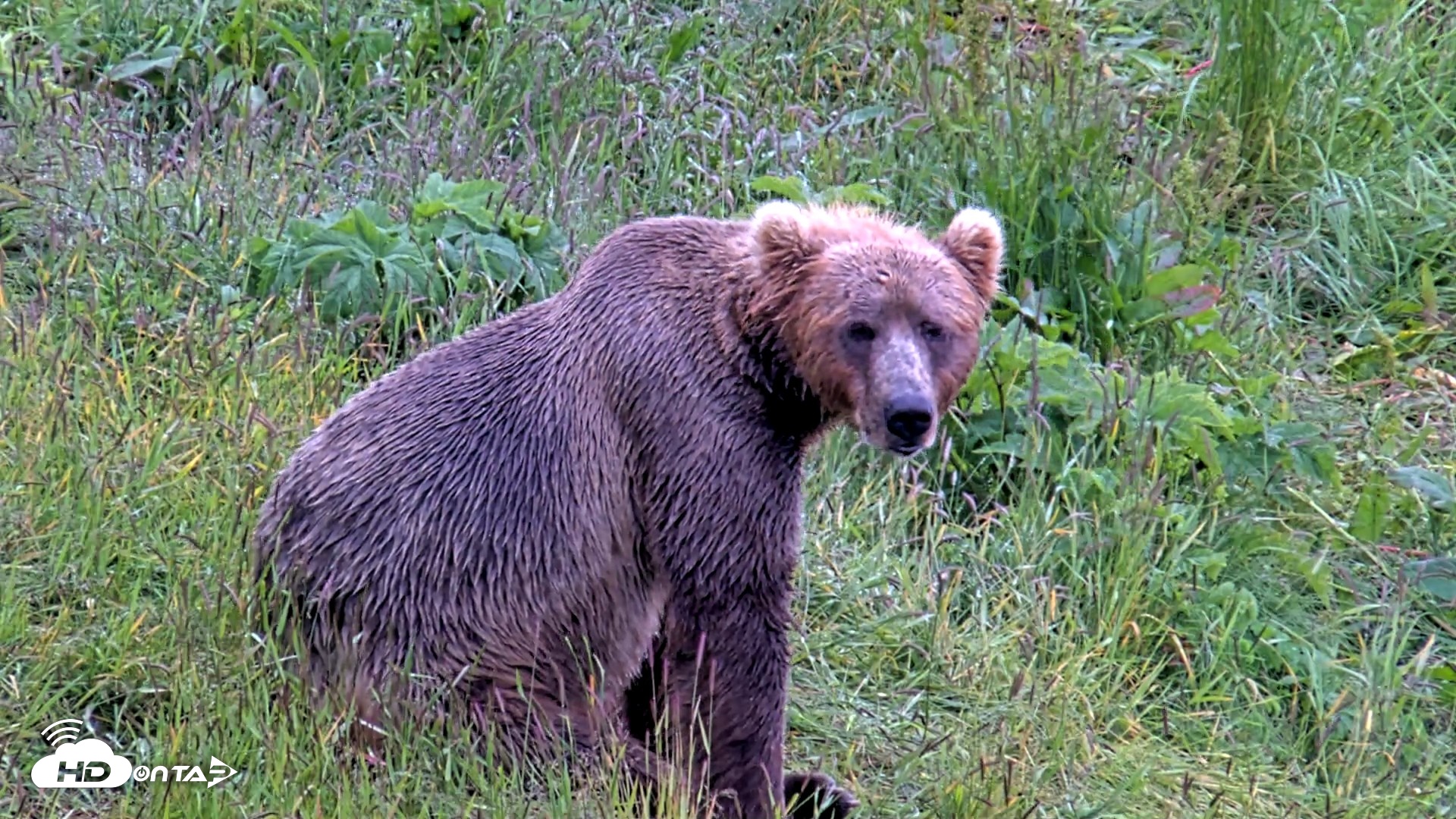 Snapshot of Kodiak Alaska Brown Bears Live Webcam taken Jul 22, 2026, 4:21pm AKDT