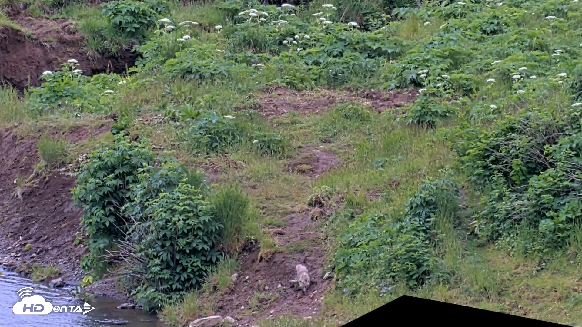 Snapshot of Kodiak Alaska Brown Bears Live Webcam taken Jul 19, 2026, 2:55pm AKDT