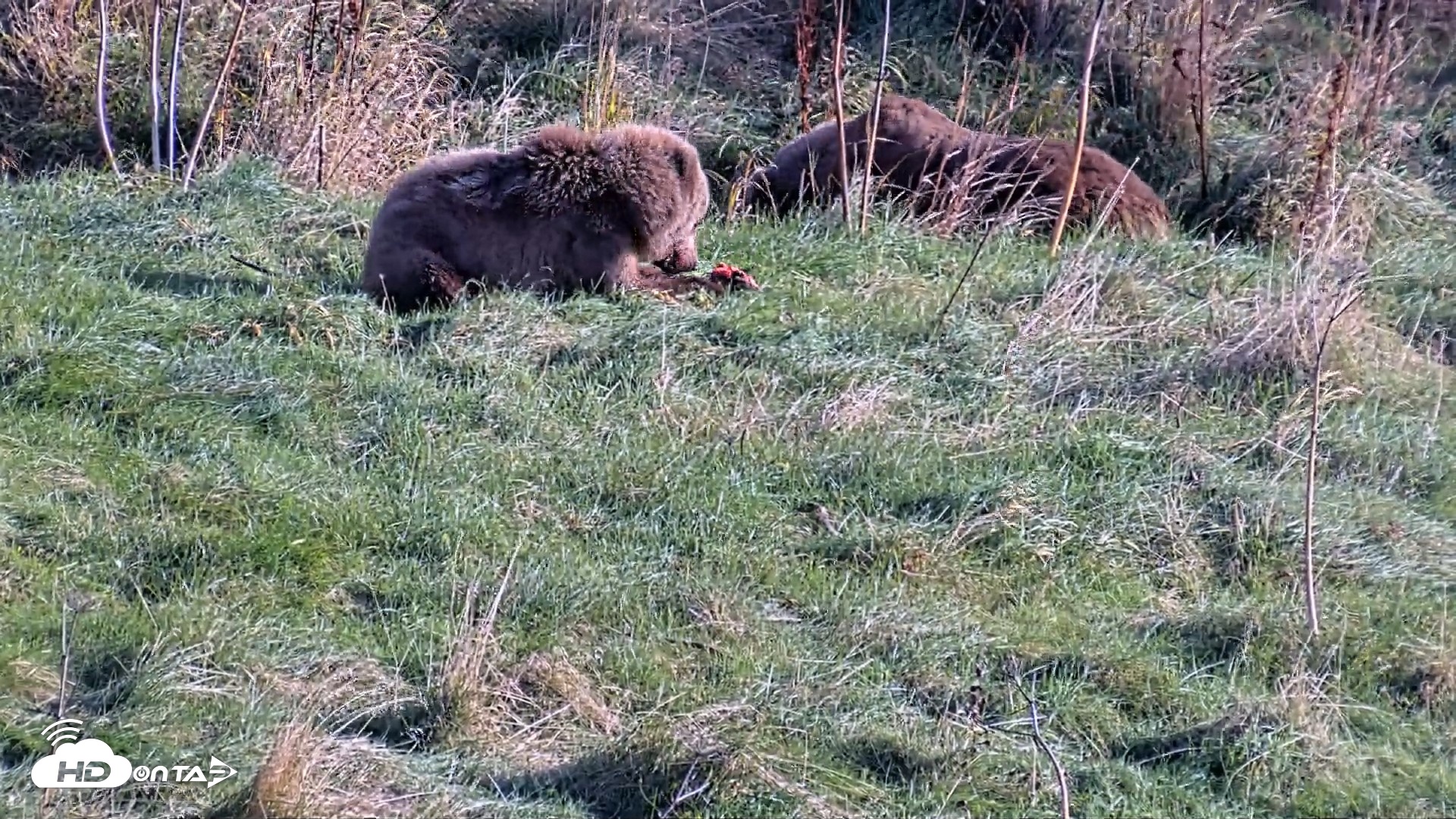 Snapshot of Kodiak Alaska Brown Bears Live Webcam taken Oct 21, 2026, 3:12pm AKDT