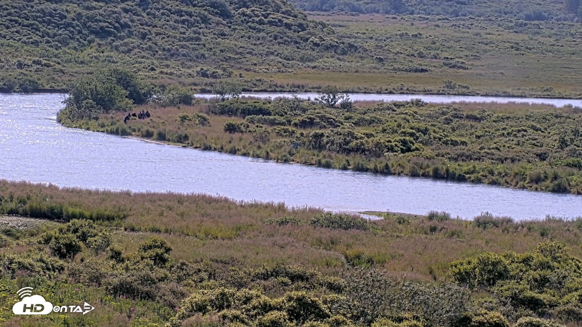 Snapshot of Kodiak Alaska Brown Bears Live Webcam taken Aug 8, 2026, 10:41am AKDT