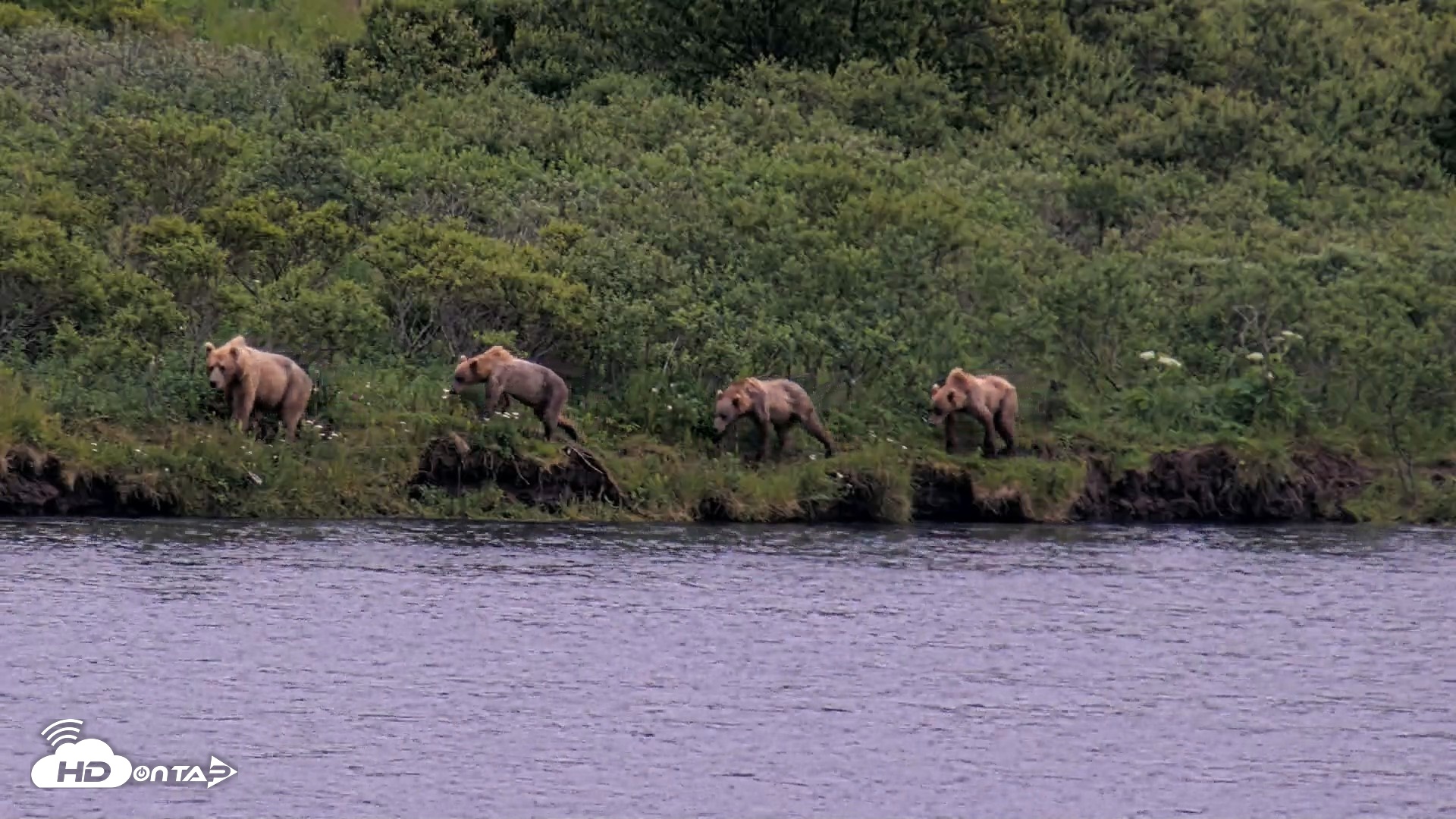 Snapshot of Kodiak Alaska Brown Bears Live Webcam taken Aug 5, 2026, 6:44am AKDT