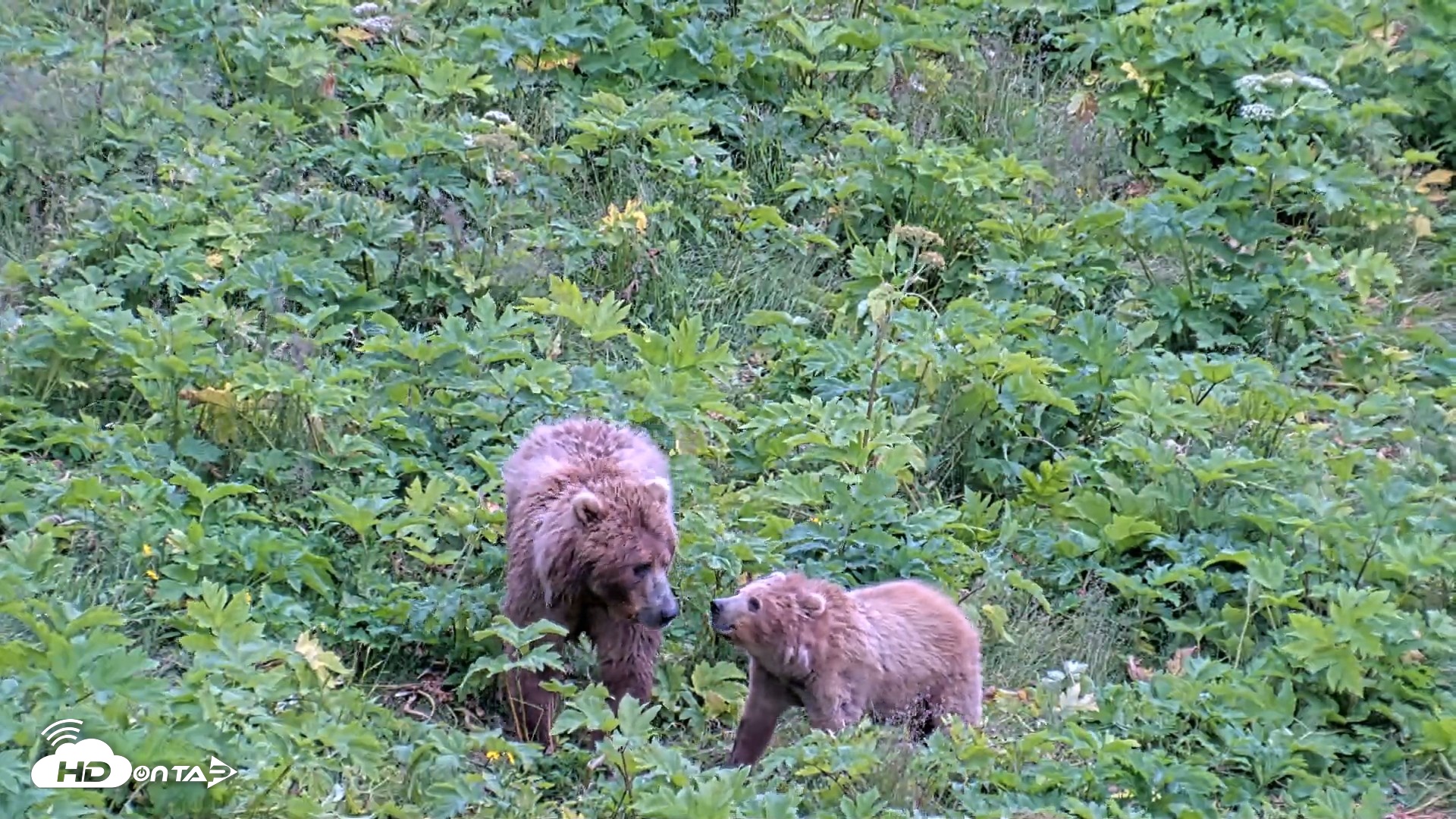 Snapshot of Kodiak Alaska Brown Bears Live Webcam taken Aug 3, 2026, 7:49pm AKDT