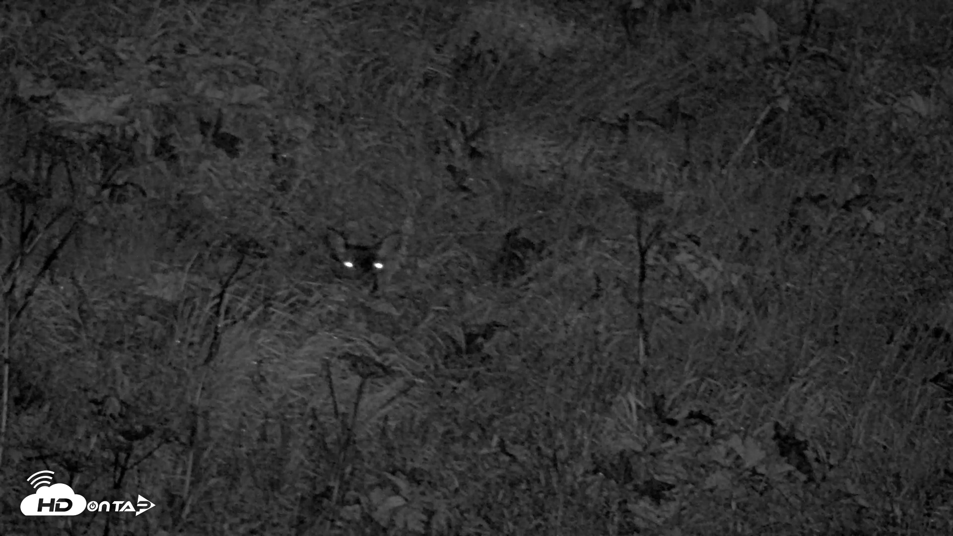 Snapshot of Kodiak Alaska Brown Bears Live Webcam taken Sep 22, 2026, 10:18pm AKDT