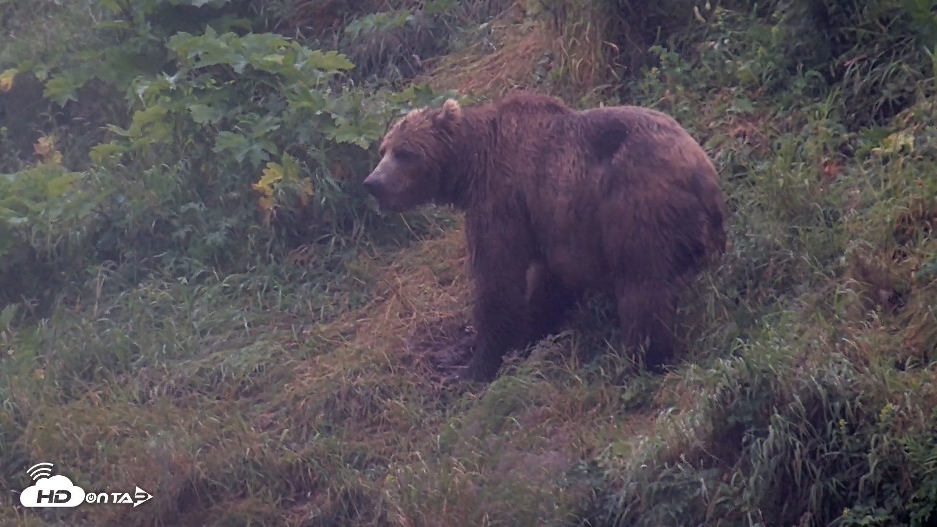 Snapshot of Kodiak Alaska Brown Bears Live Webcam taken Aug 4, 2026, 6:55am AKDT