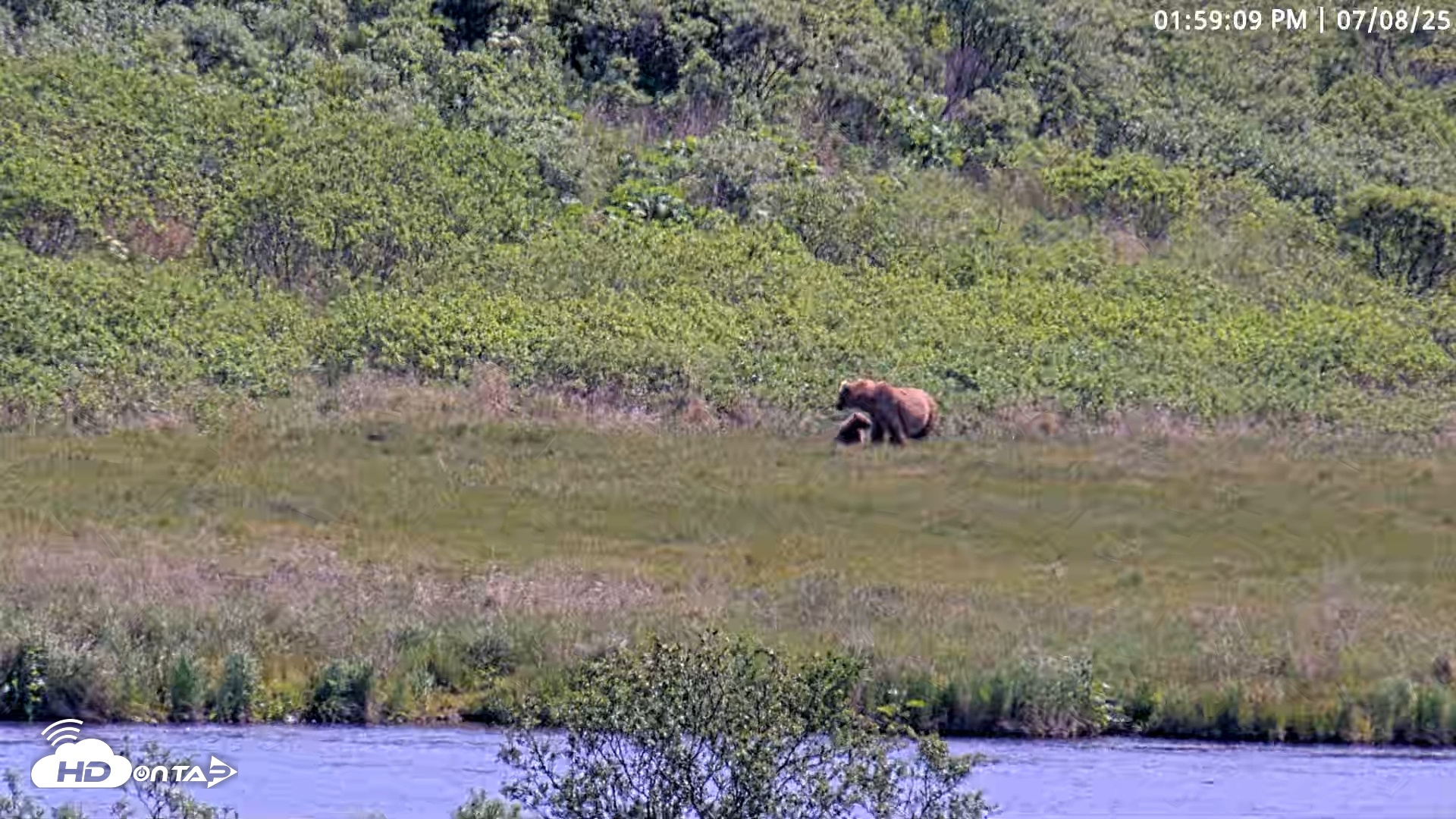 Snapshot of Kodiak Alaska Brown Bears Live Webcam taken Jul 8, 2025, 1:59pm AKDT