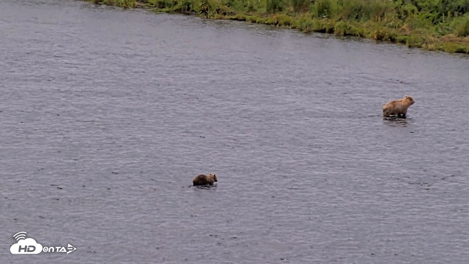 Snapshot of Kodiak Alaska Brown Bears Live Webcam taken Aug 10, 2026, 11:57am AKDT