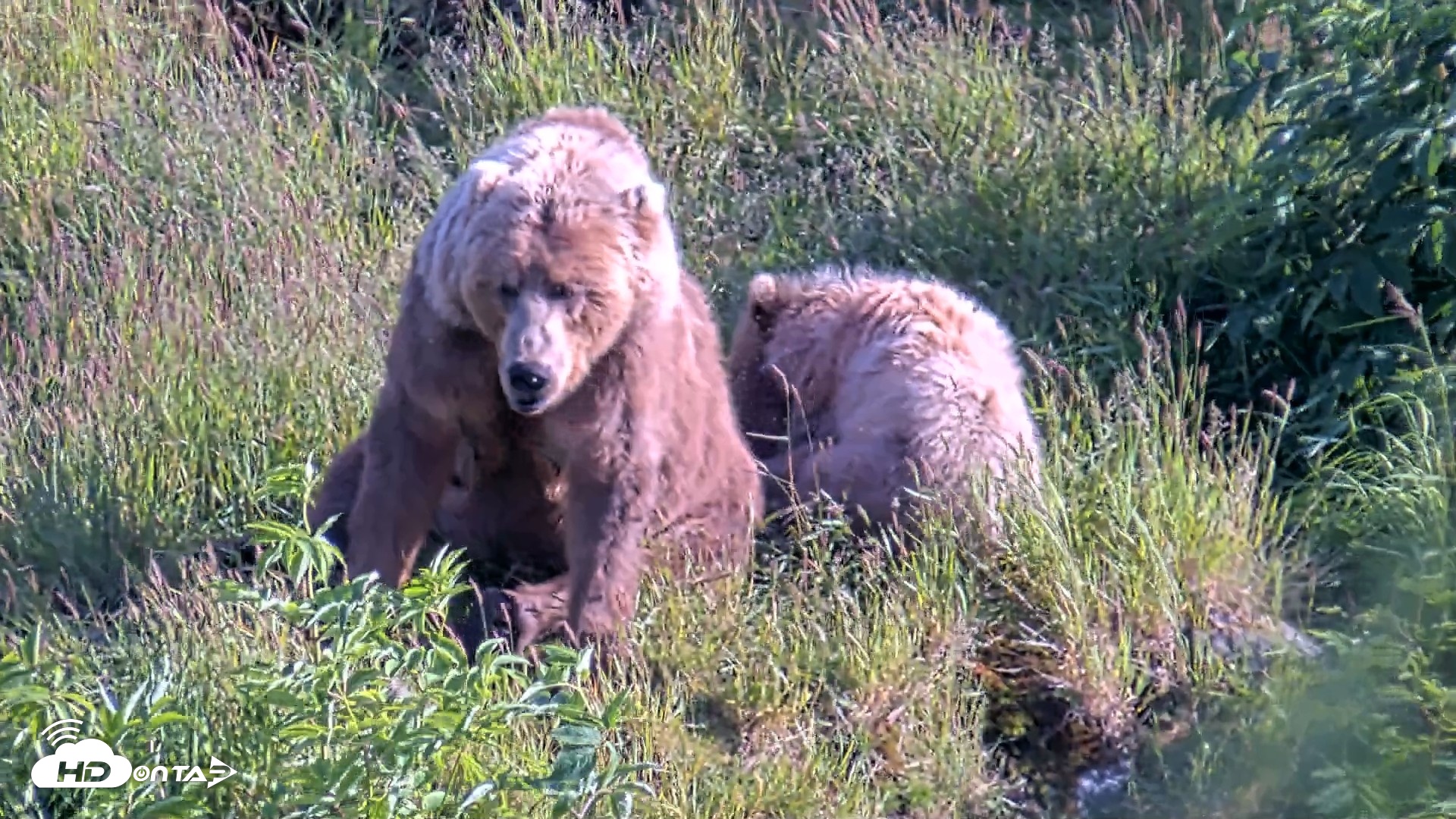 Snapshot of Kodiak Alaska Brown Bears Live Webcam taken Jul 25, 2026, 7:16pm AKDT