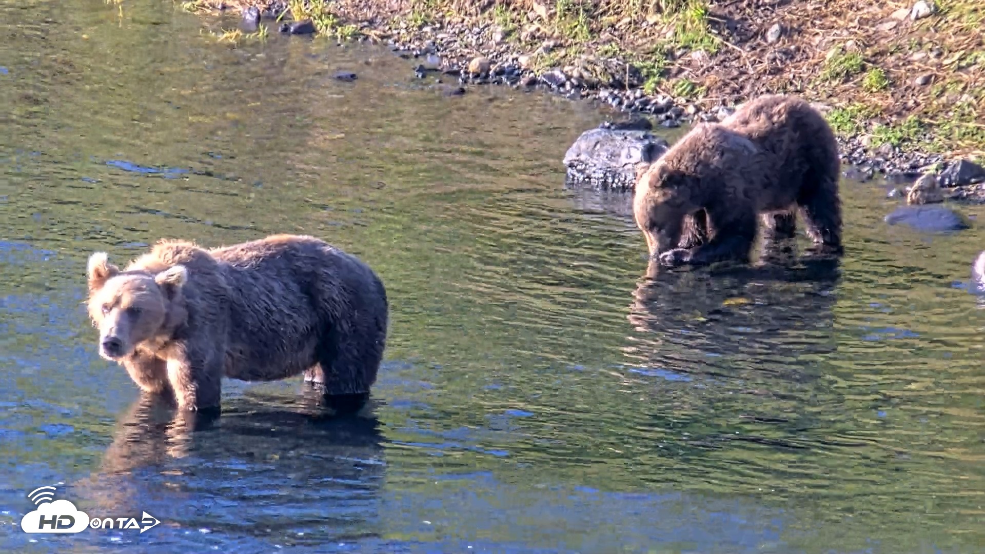 Snapshot of Kodiak Alaska Brown Bears Live Webcam taken Aug 21, 2026, 9:10am AKDT