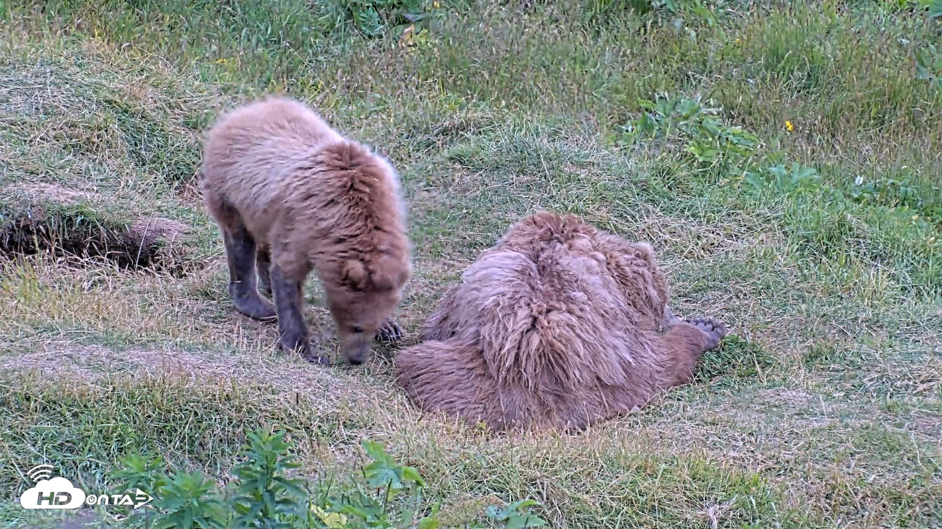 Snapshot of Kodiak Alaska Brown Bears Live Webcam taken Aug 3, 2026, 7:58pm AKDT