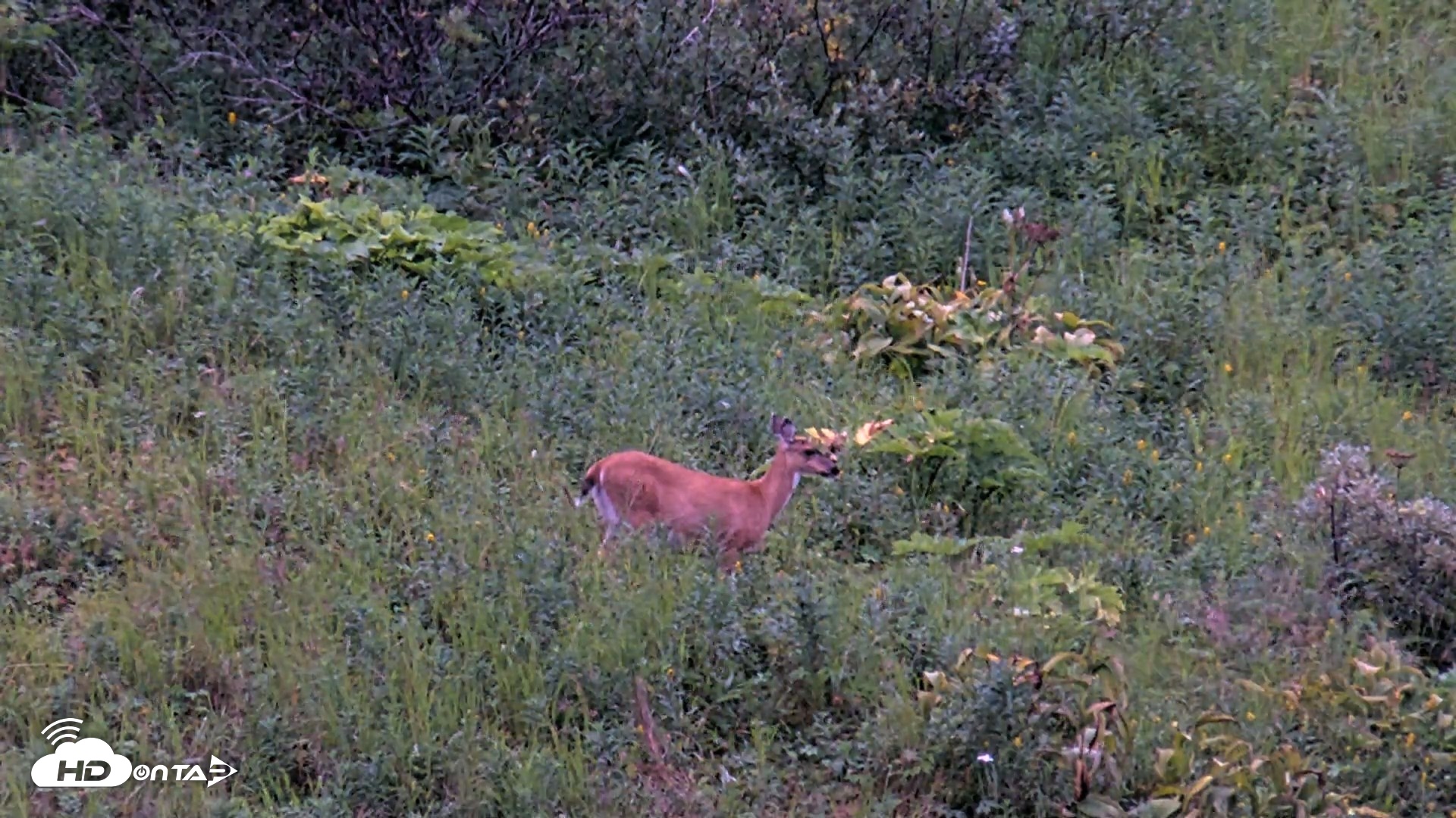 Snapshot of Kodiak Alaska Brown Bears Live Webcam taken Aug 15, 2026, 10:00pm AKDT