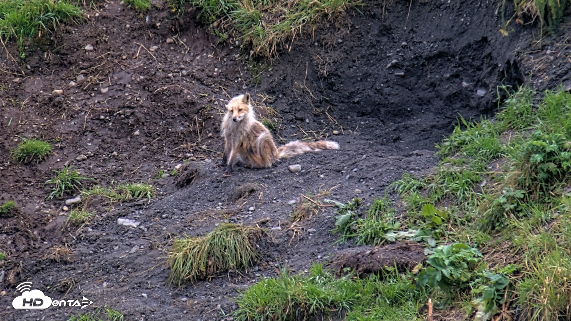 Snapshot of Kodiak Alaska Brown Bears Live Webcam taken Aug 20, 2026, 8:14pm AKDT
