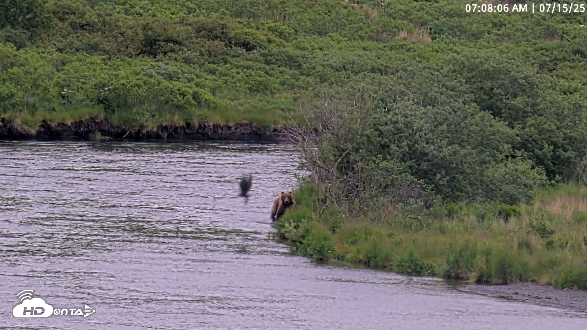 Snapshot of Kodiak Alaska Brown Bears Live Webcam taken Jul 15, 2025, 7:08am AKDT