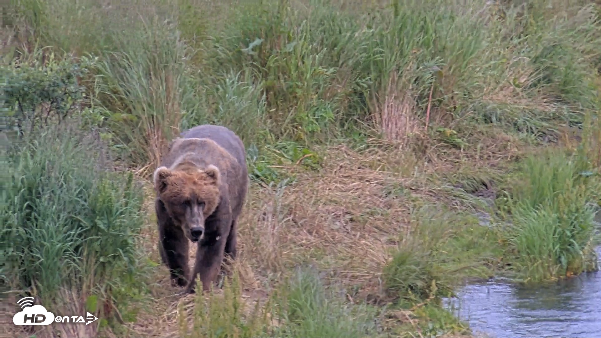 Snapshot of Kodiak Alaska Brown Bears Live Webcam taken Aug 7, 2026, 5:18pm AKDT