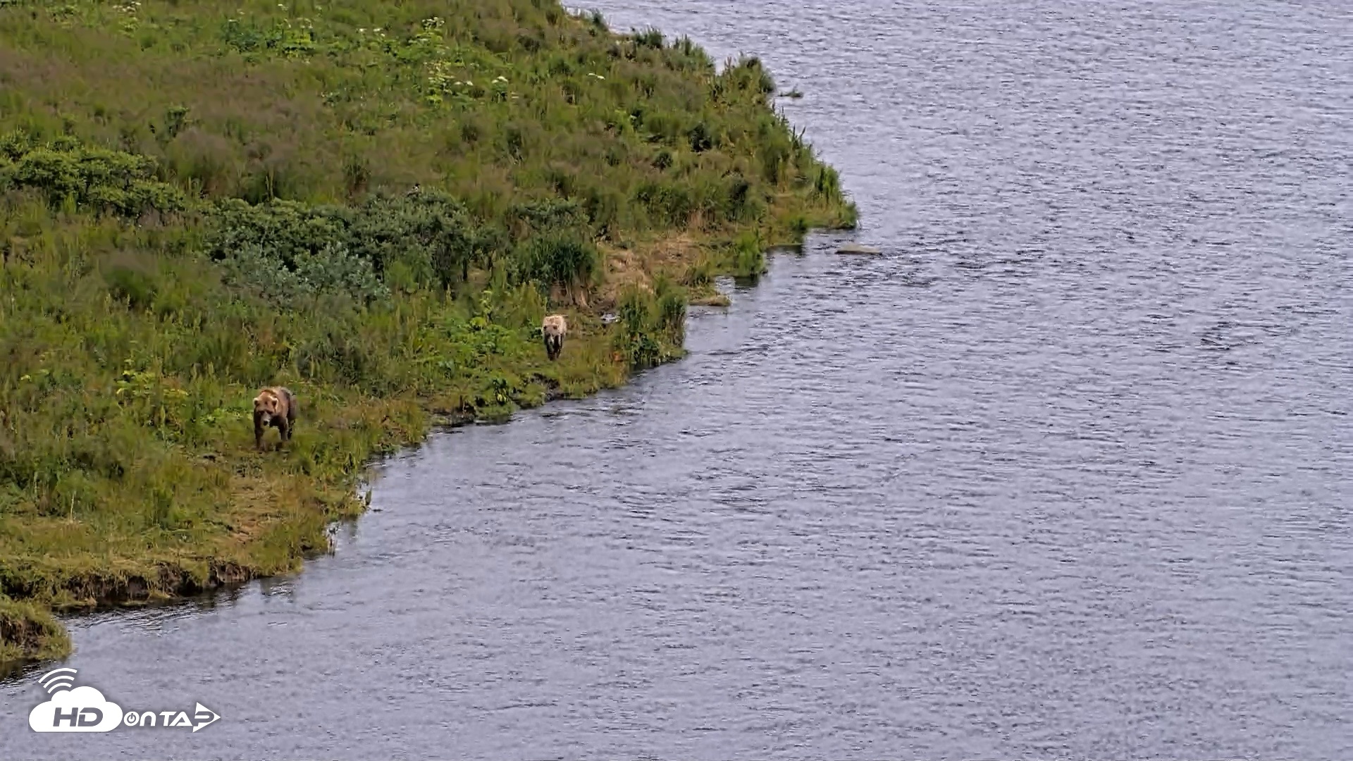 Snapshot of Kodiak Alaska Brown Bears Live Webcam taken Aug 4, 2026, 4:31pm AKDT