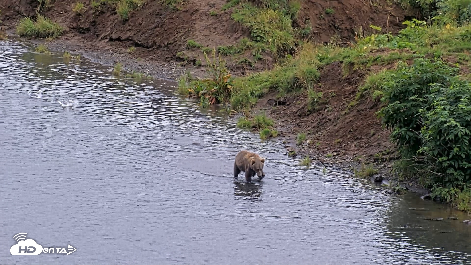 Snapshot of Kodiak Alaska Brown Bears Live Webcam taken Aug 17, 2026, 4:06pm AKDT