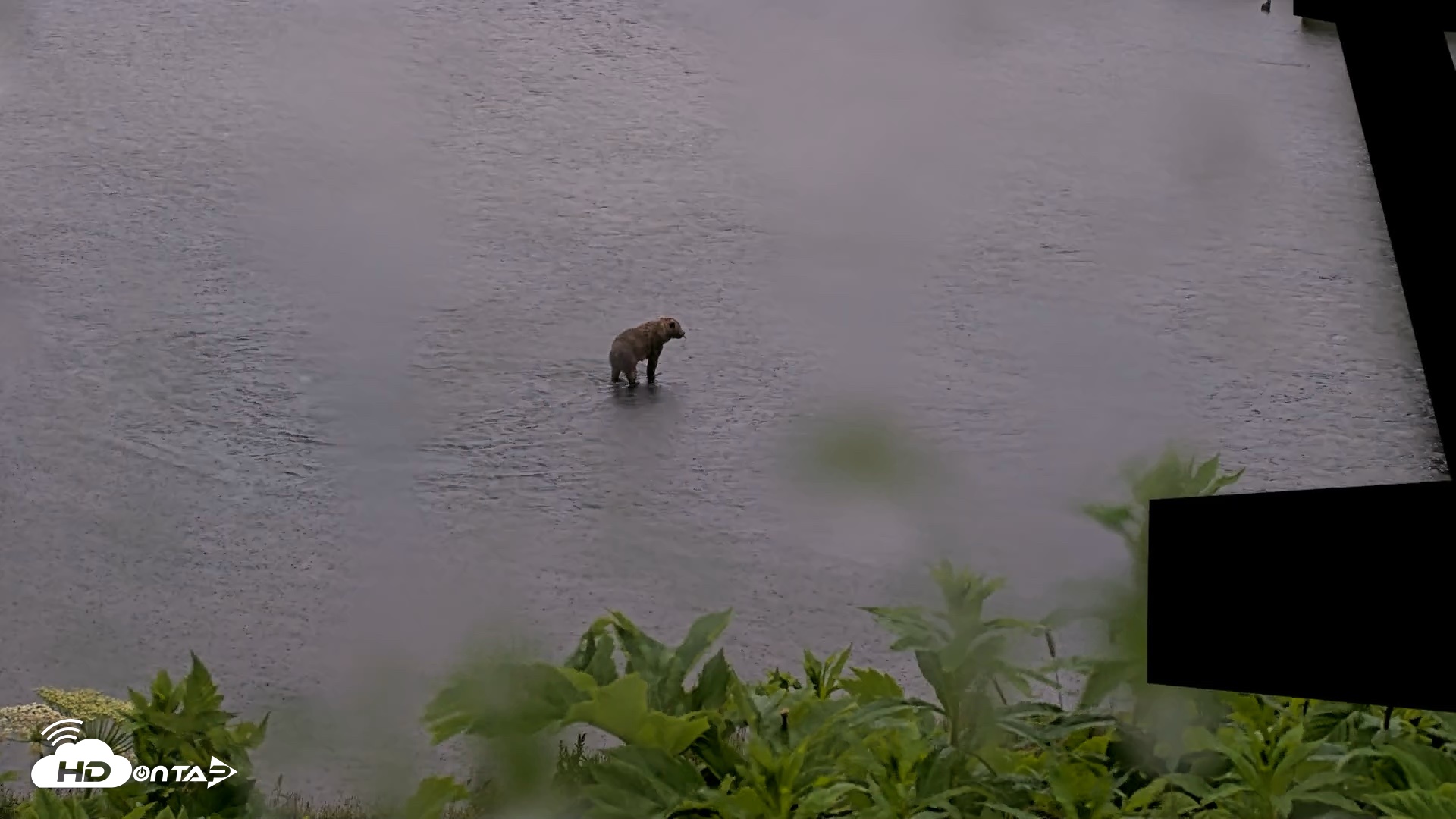 Snapshot of Kodiak Alaska Brown Bears Live Webcam taken Jul 21, 2026, 7:04am AKDT