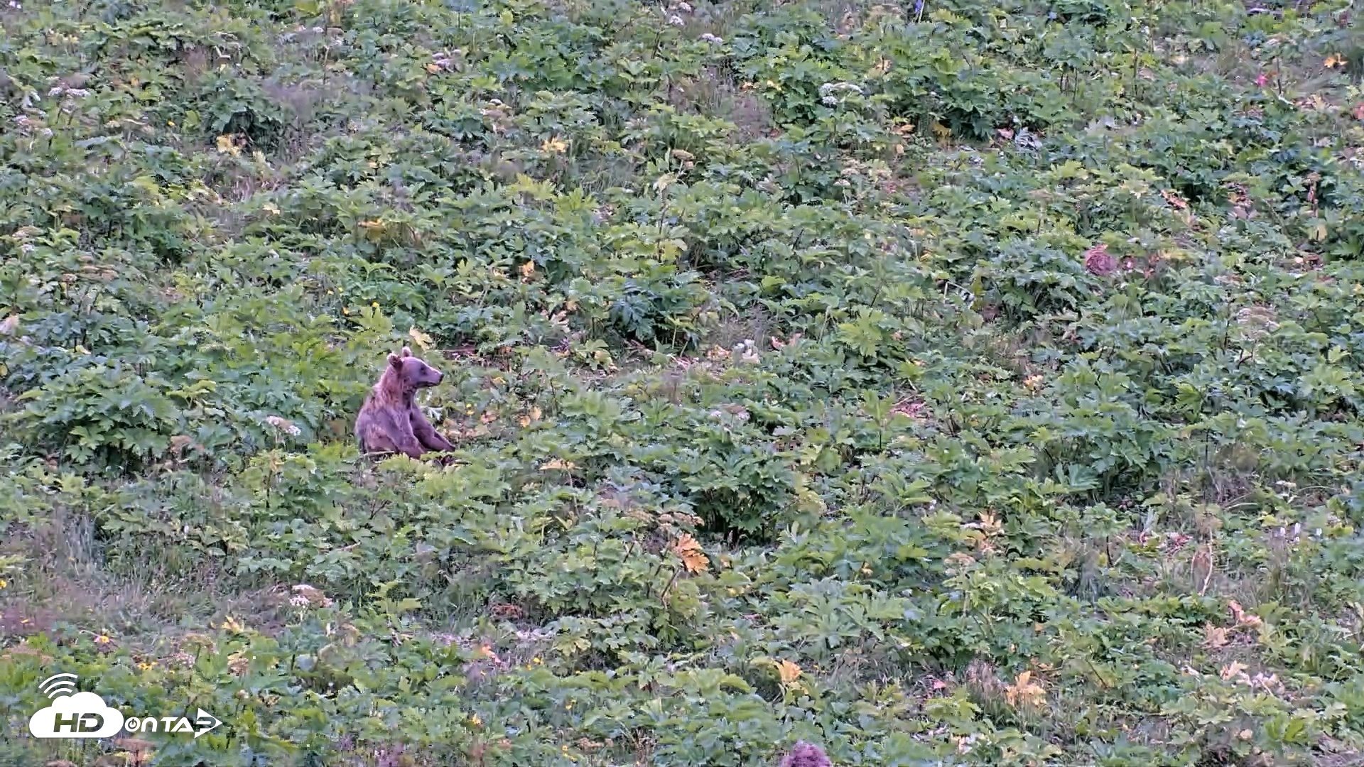 Snapshot of Kodiak Alaska Brown Bears Live Webcam taken Aug 3, 2026, 2:46pm AKDT