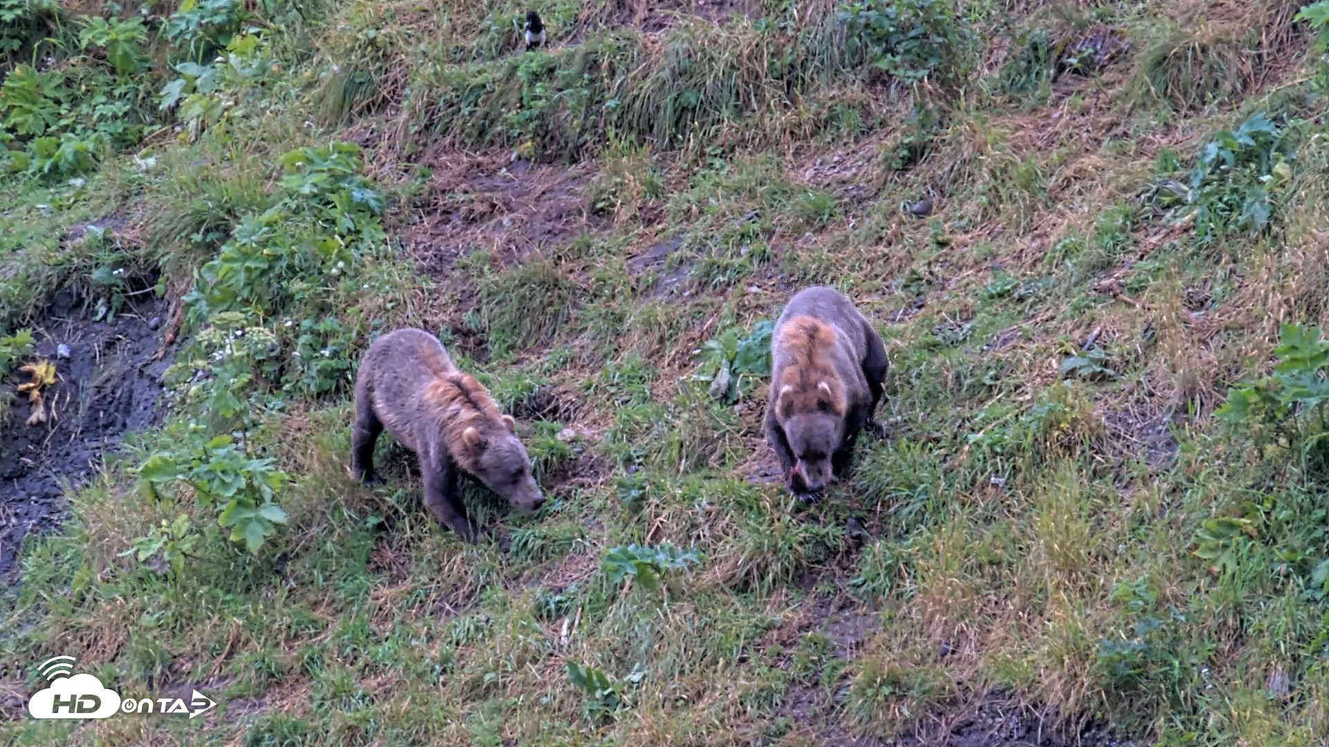 Snapshot of Kodiak Alaska Brown Bears Live Webcam taken Aug 13, 2026, 11:52am AKDT