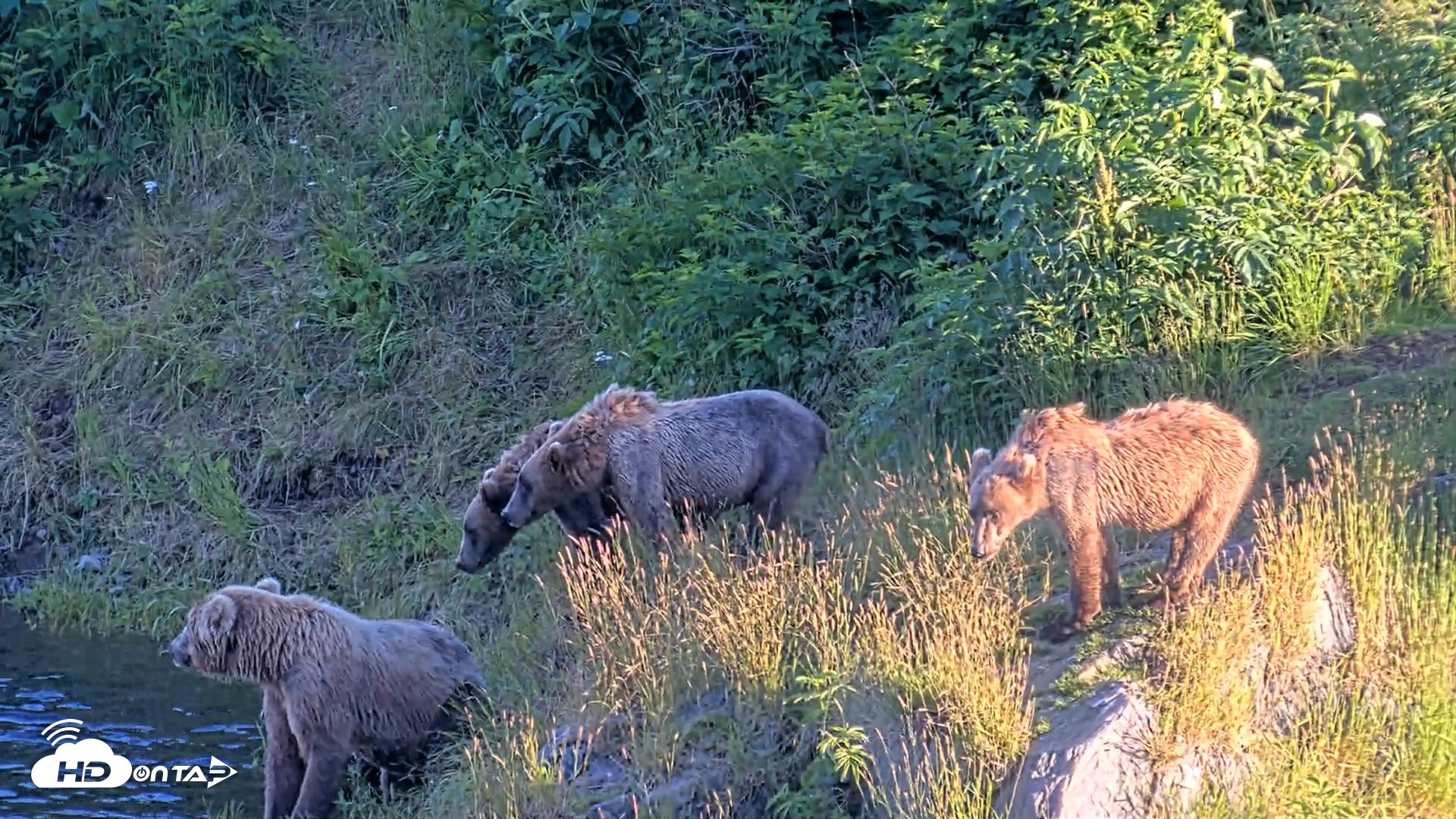 Snapshot of Kodiak Alaska Brown Bears Live Webcam taken Jul 30, 2026, 8:51pm AKDT