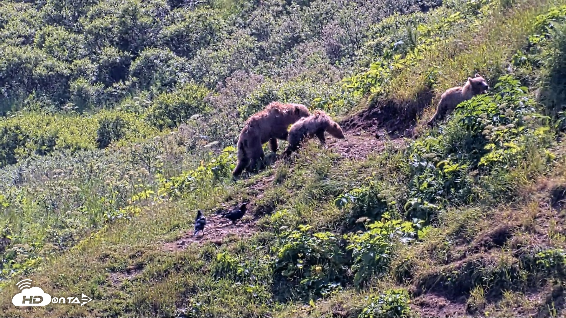 Snapshot of Kodiak Alaska Brown Bears Live Webcam taken Jul 31, 2026, 2:17pm AKDT