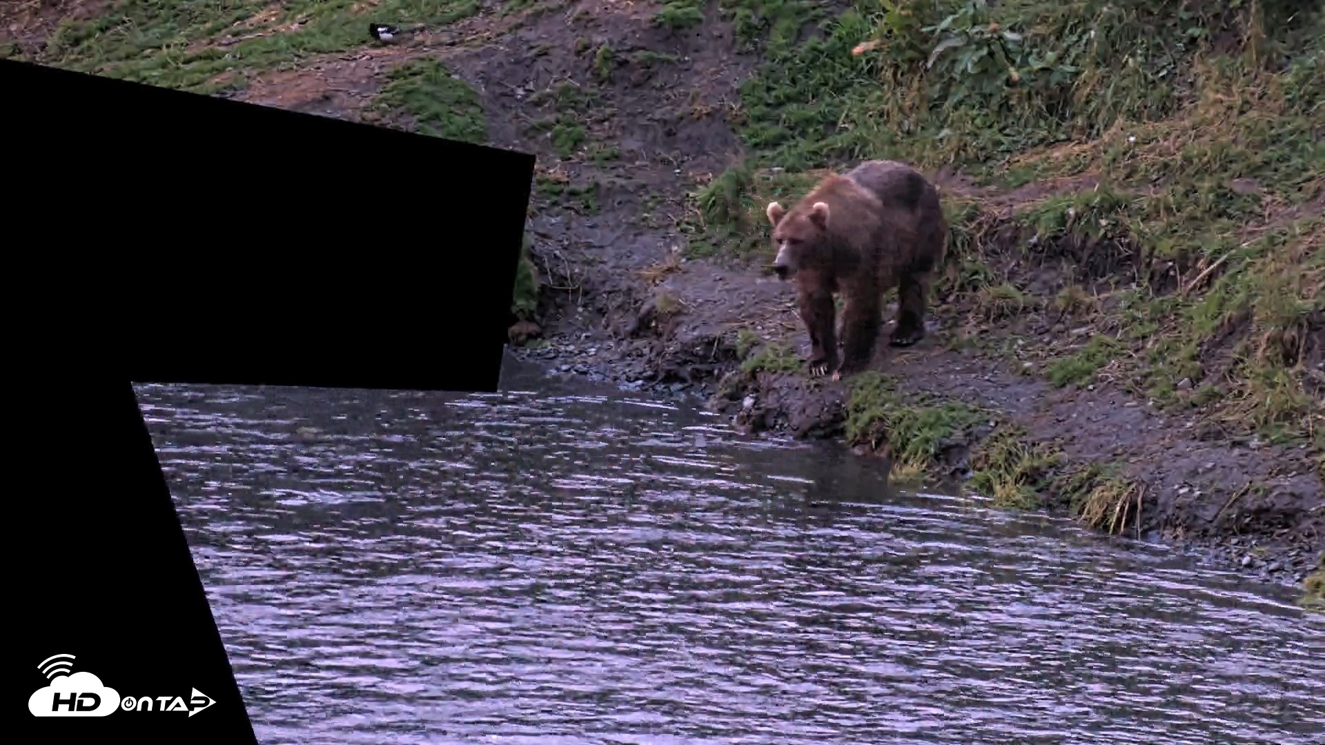 Snapshot of Kodiak Alaska Brown Bears Live Webcam taken Aug 12, 2026, 6:32am AKDT