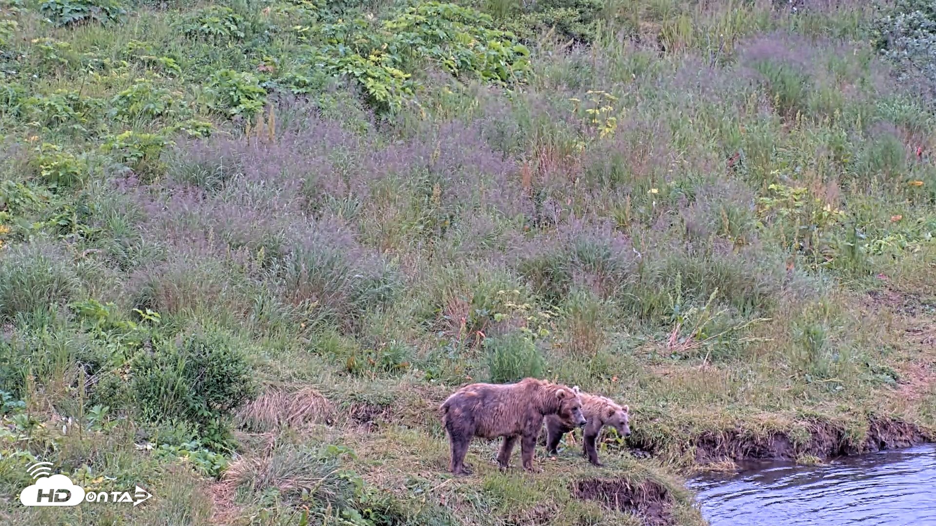 Snapshot of Kodiak Alaska Brown Bears Live Webcam taken Aug 7, 2026, 2:56pm AKDT