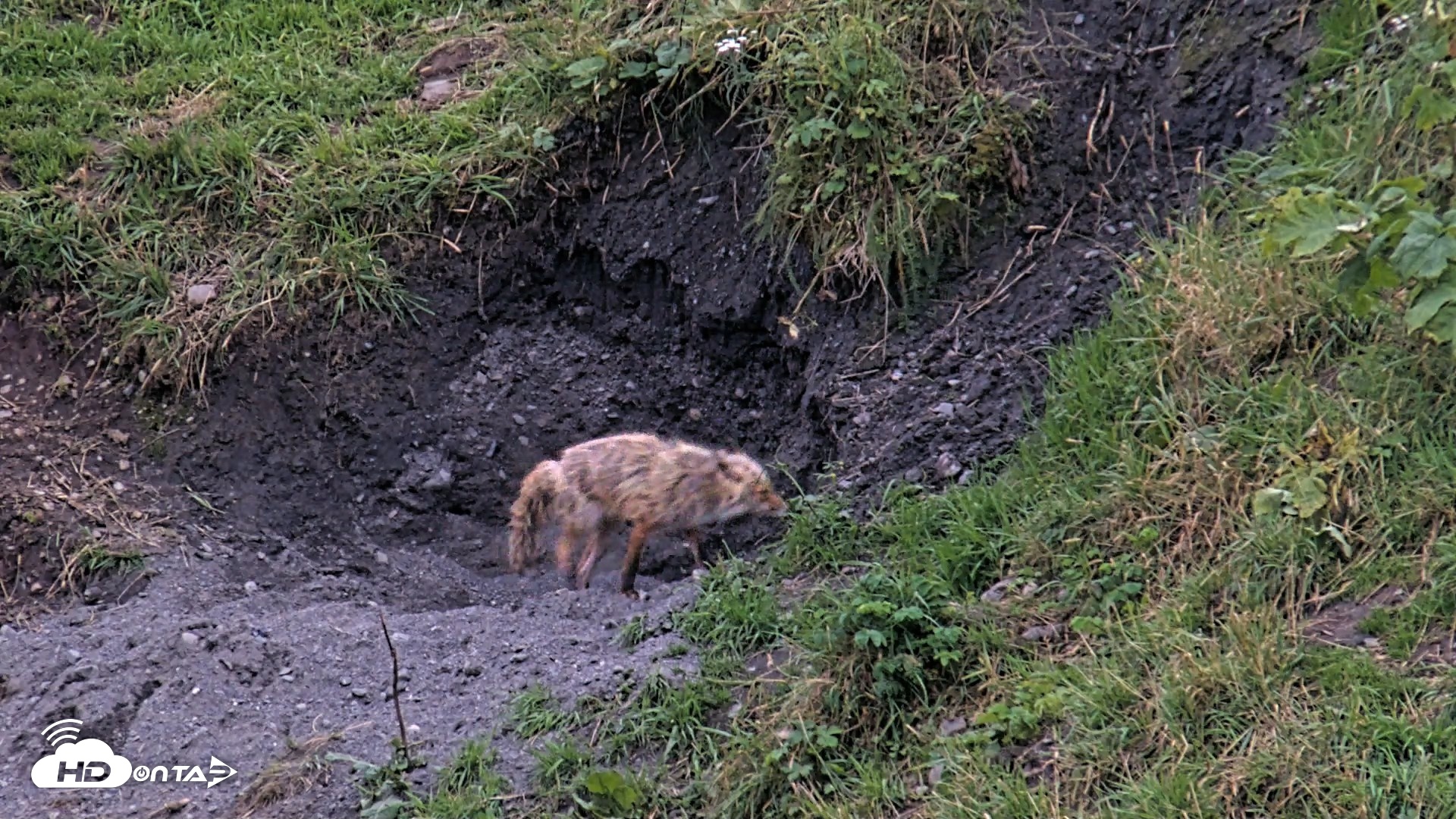 Snapshot of Kodiak Alaska Brown Bears Live Webcam taken Aug 21, 2026, 8:53pm AKDT