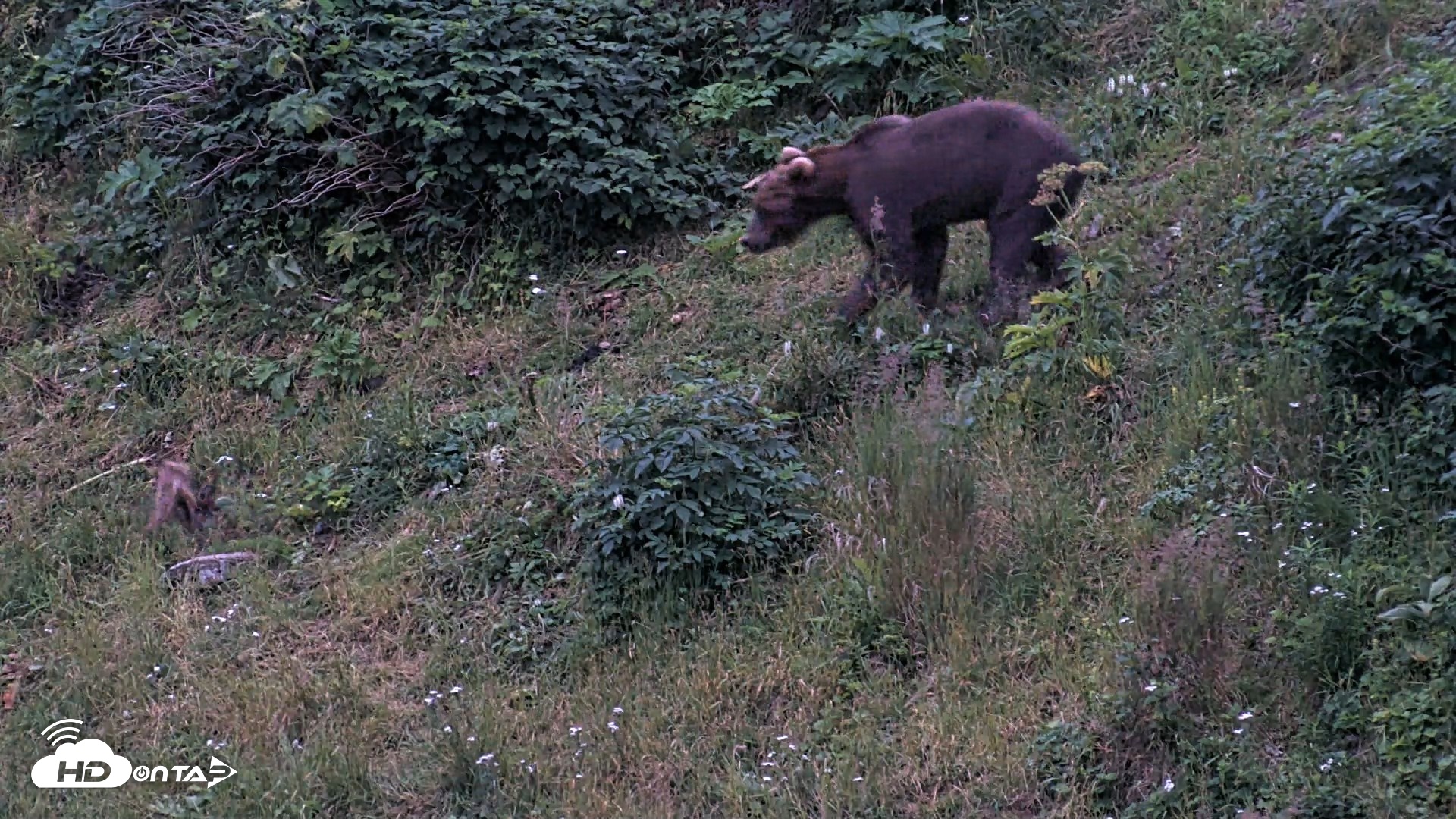 Snapshot of Kodiak Alaska Brown Bears Live Webcam taken Aug 9, 2026, 10:16pm AKDT