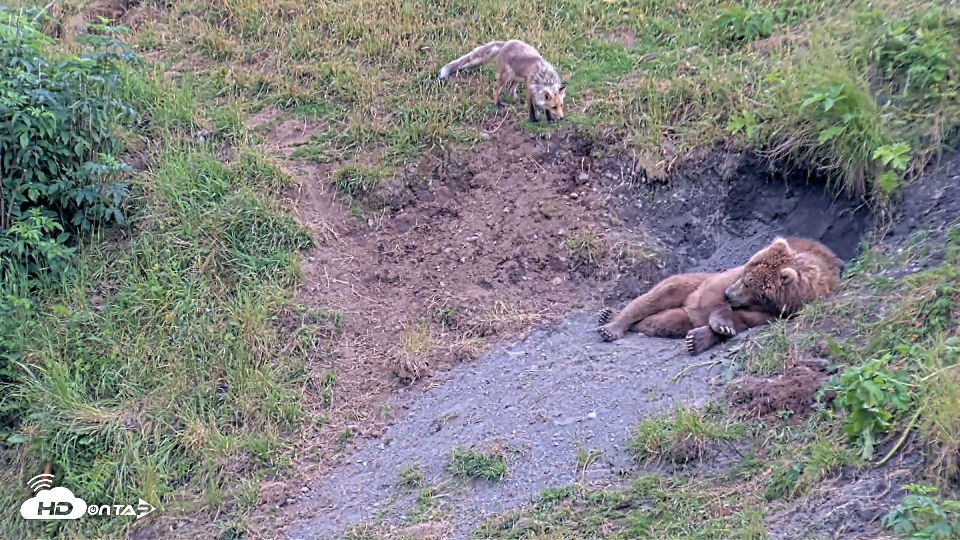Snapshot of Kodiak Alaska Brown Bears Live Webcam taken Aug 1, 2026, 8:21pm AKDT