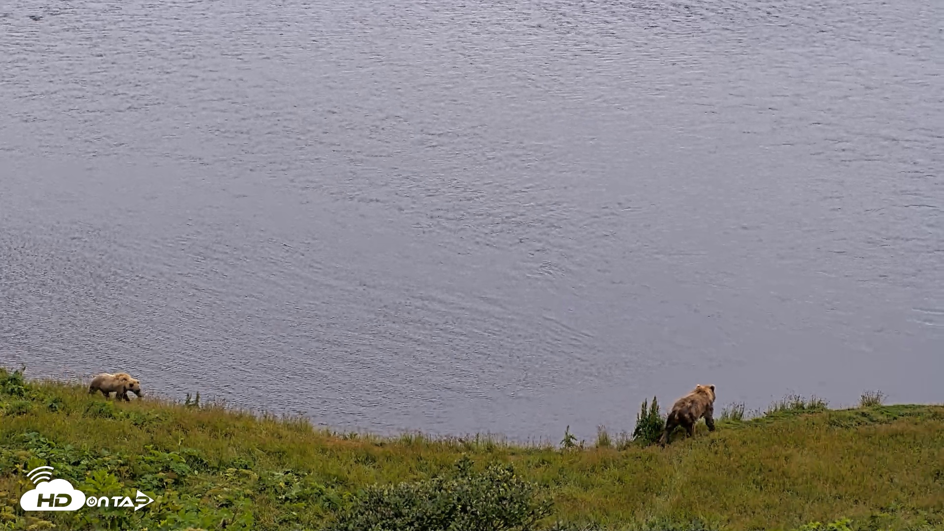 Snapshot of Kodiak Alaska Brown Bears Live Webcam taken Aug 4, 2026, 4:32pm AKDT