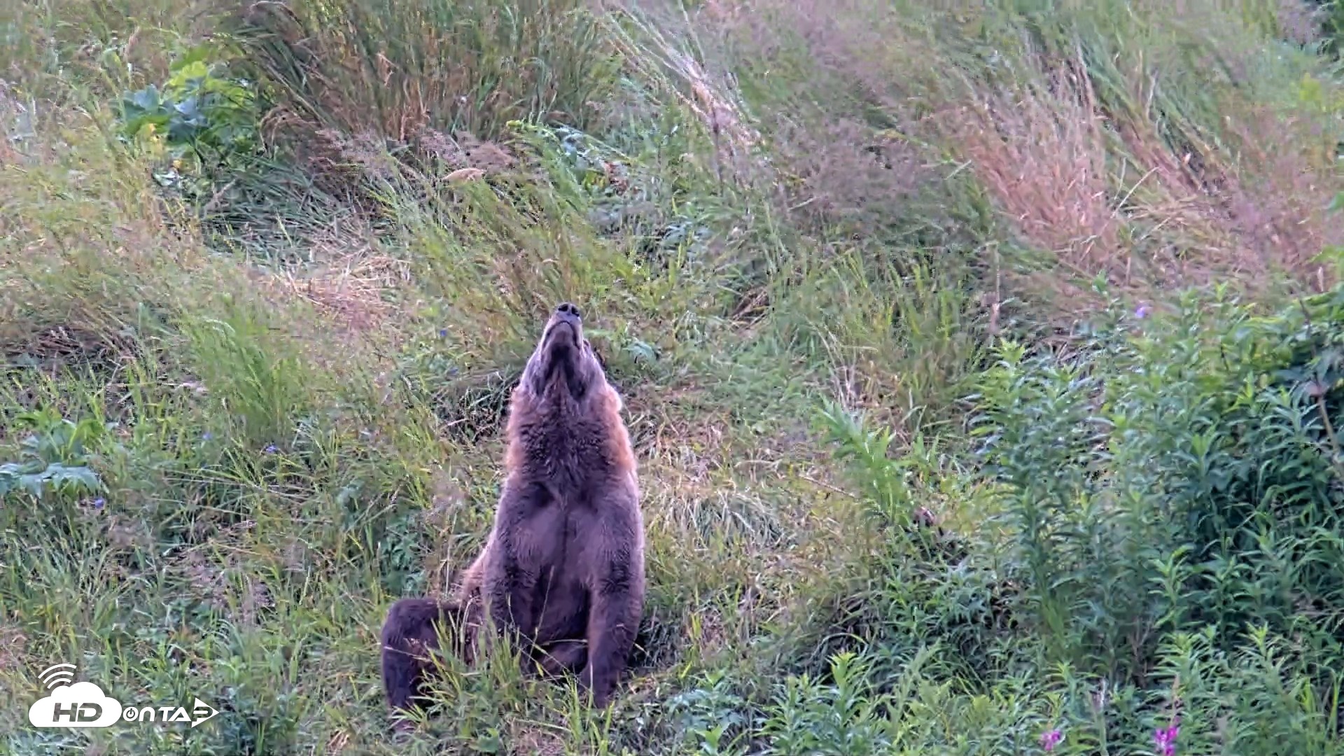 Snapshot of Kodiak Alaska Brown Bears Live Webcam taken Aug 7, 2026, 4:47pm AKDT