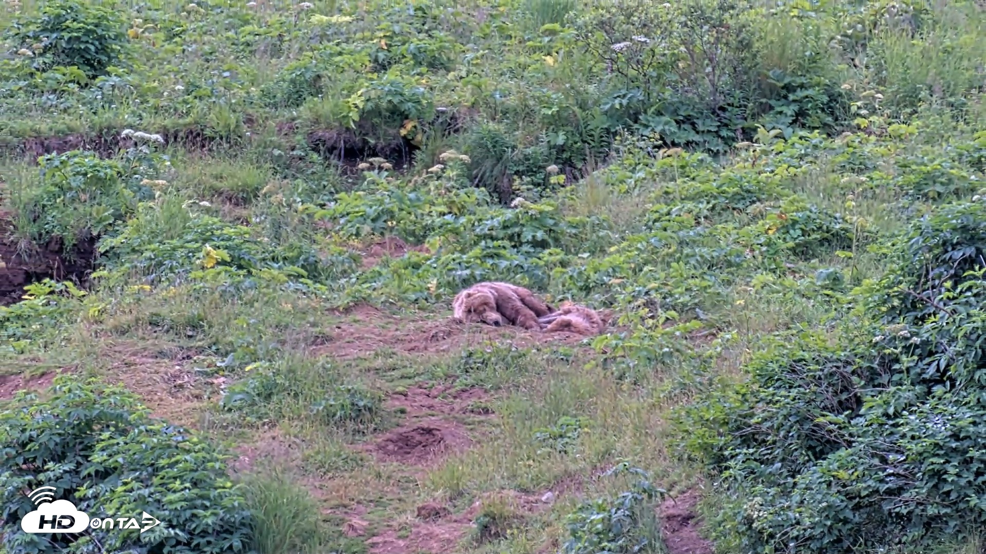 Snapshot of Kodiak Alaska Brown Bears Live Webcam taken Aug 2, 2026, 10:54am AKDT