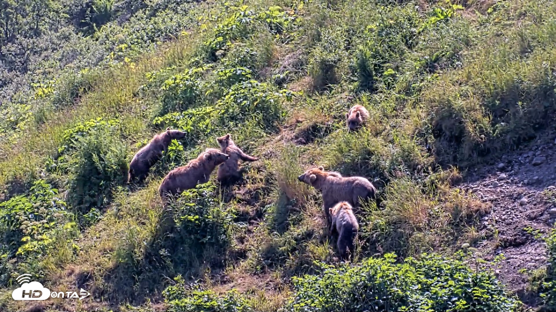 Snapshot of Kodiak Alaska Brown Bears Live Webcam taken Jul 31, 2026, 2:18pm AKDT