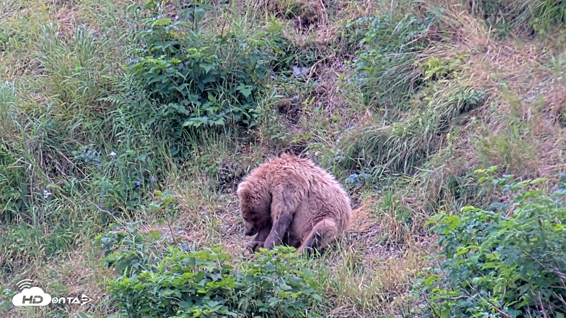 Snapshot of Kodiak Alaska Brown Bears Live Webcam taken Aug 7, 2026, 12:49pm AKDT
