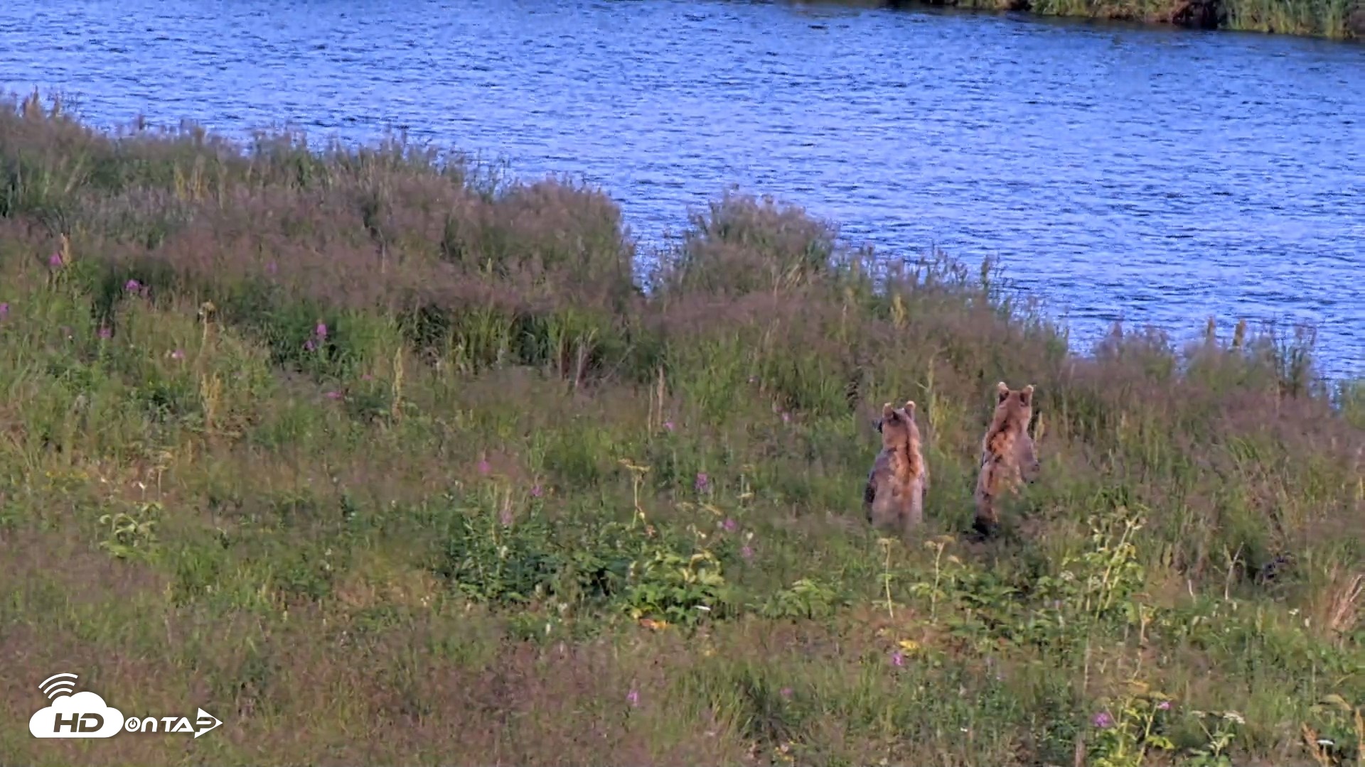 Snapshot of Kodiak Alaska Brown Bears Live Webcam taken Aug 11, 2026, 8:21pm AKDT