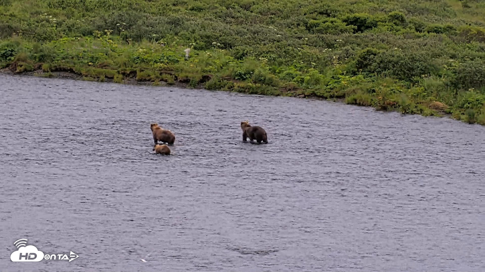Snapshot of Kodiak Alaska Brown Bears Live Webcam taken Aug 7, 2026, 10:02am AKDT