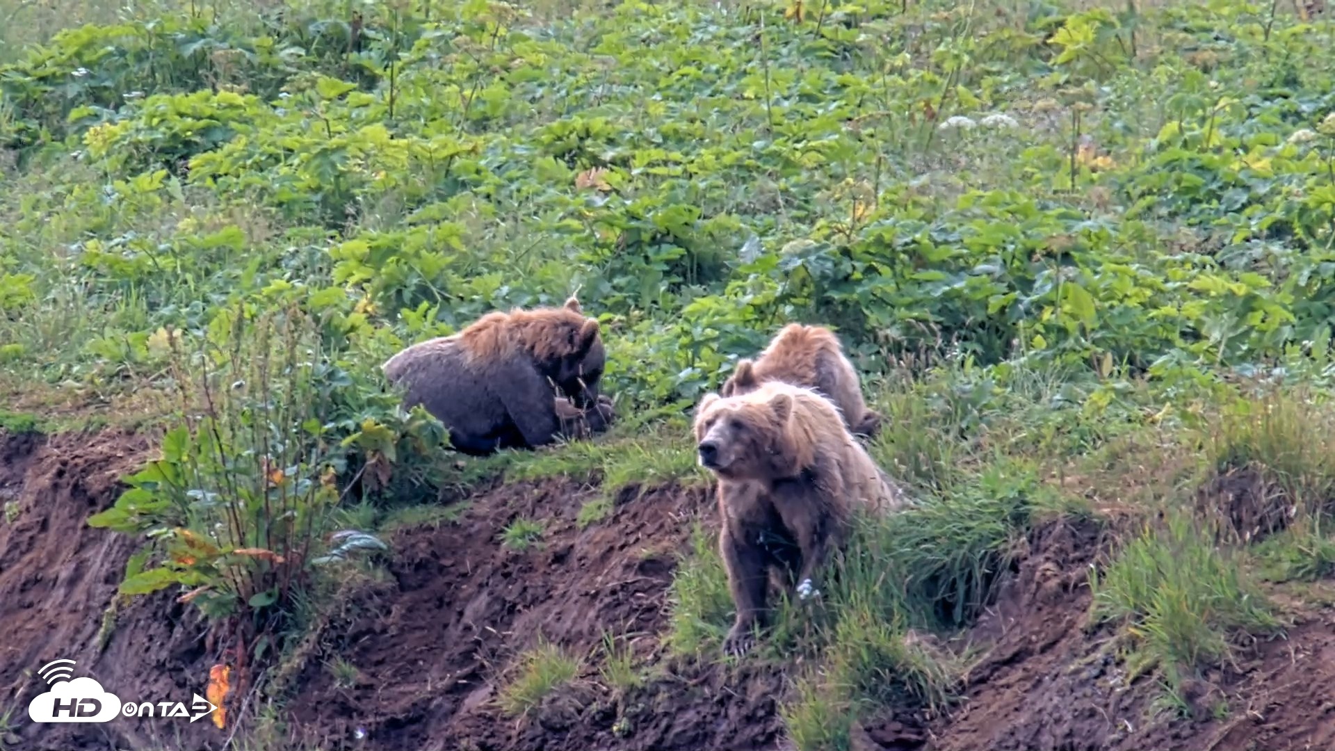 Snapshot of Kodiak Alaska Brown Bears Live Webcam taken Aug 9, 2026, 12:10pm AKDT