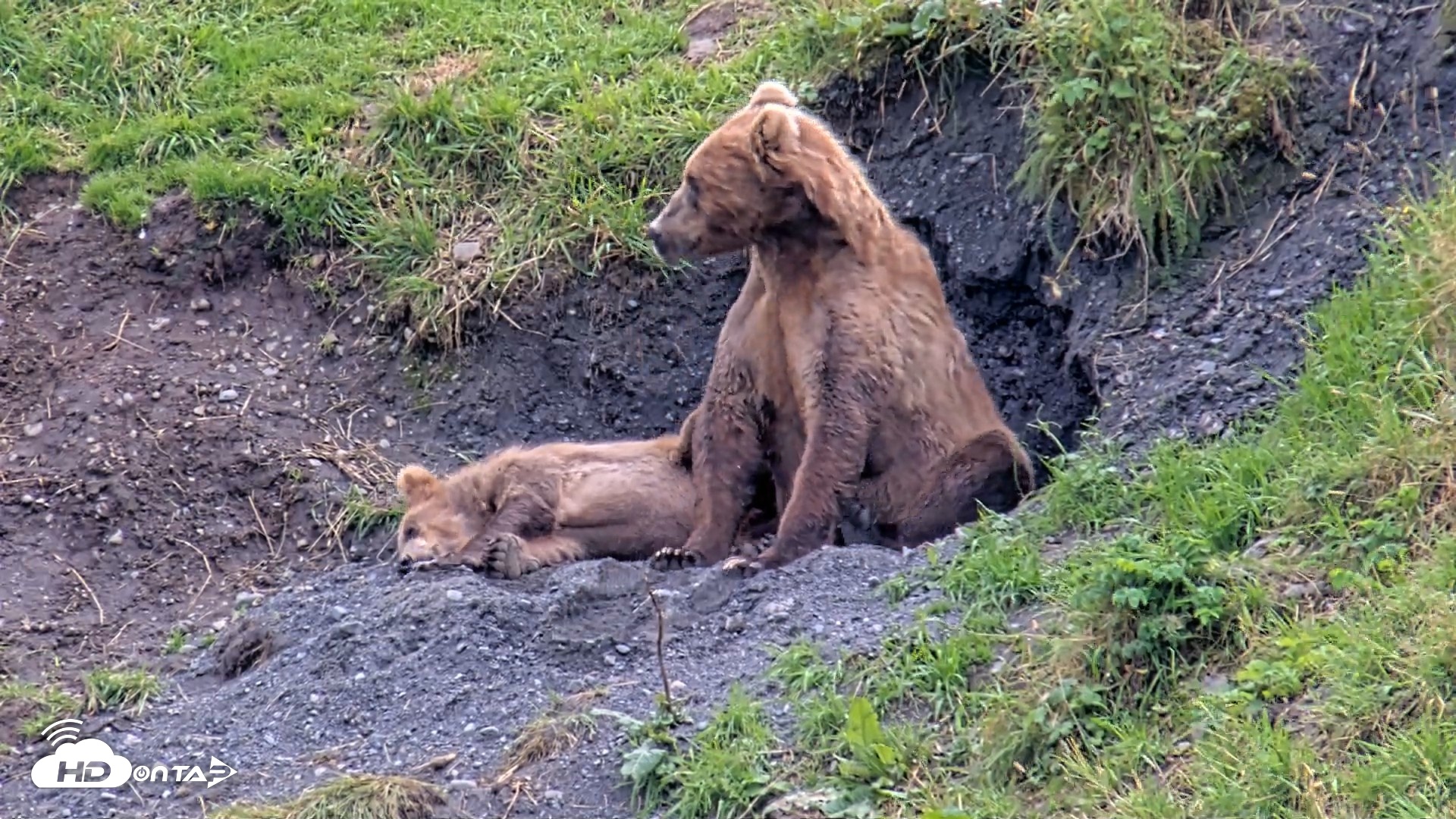 Snapshot of Kodiak Alaska Brown Bears Live Webcam taken Aug 22, 2026, 3:21pm AKDT