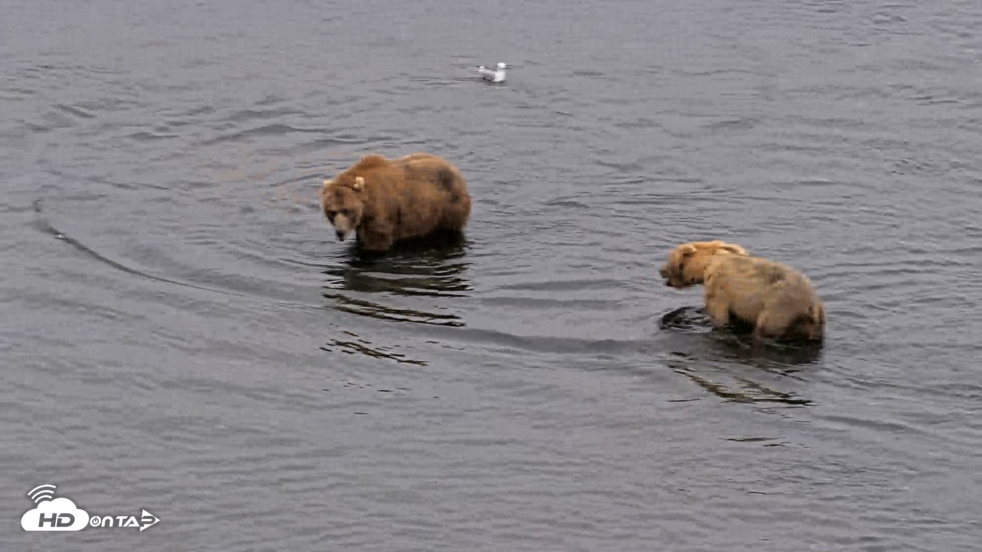 Snapshot of Kodiak Alaska Brown Bears Live Webcam taken Aug 5, 2026, 7:06am AKDT
