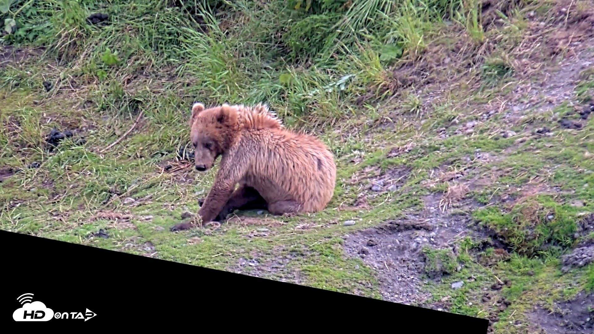 Snapshot of Kodiak Alaska Brown Bears Live Webcam taken Jul 25, 2026, 5:57pm AKDT
