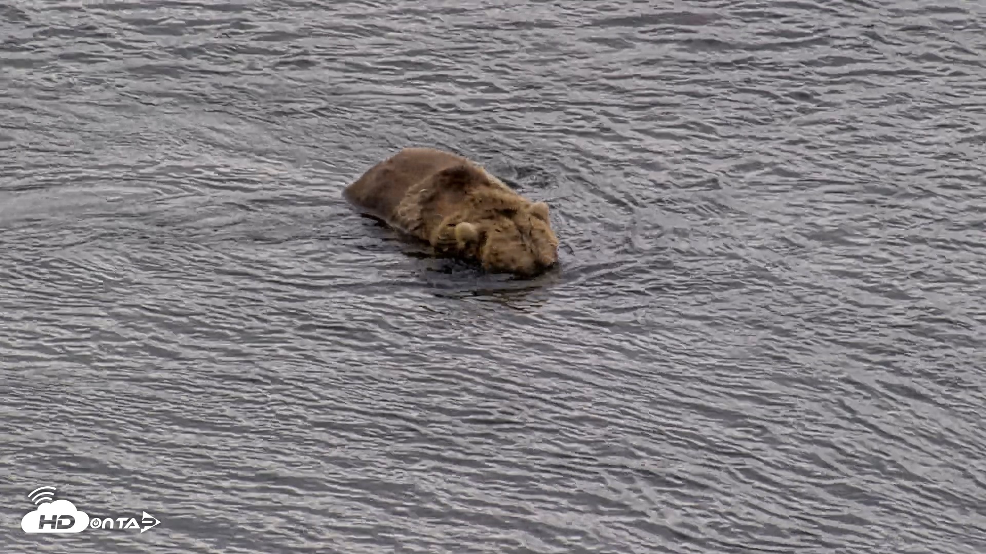 Snapshot of Kodiak Alaska Brown Bears Live Webcam taken Aug 20, 2026, 1:48pm AKDT